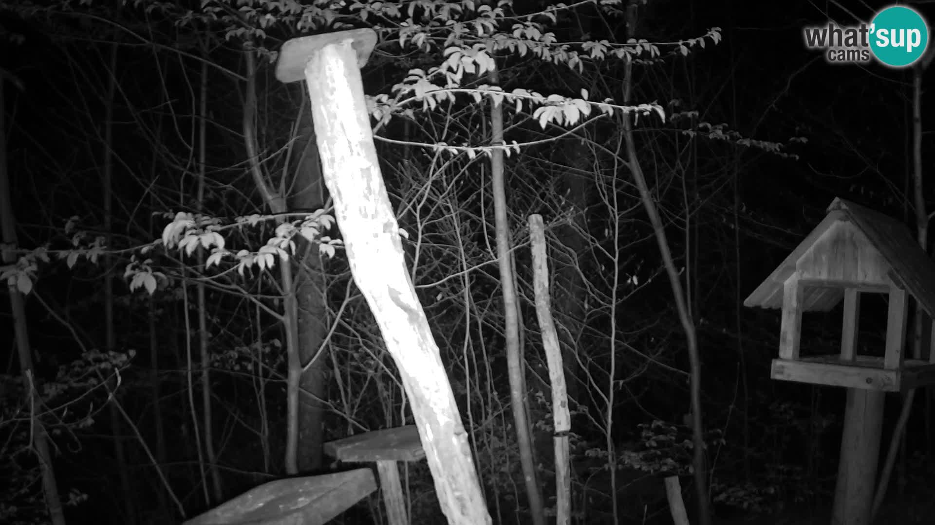 Bird feeders at ZOO Ljubljana webcam