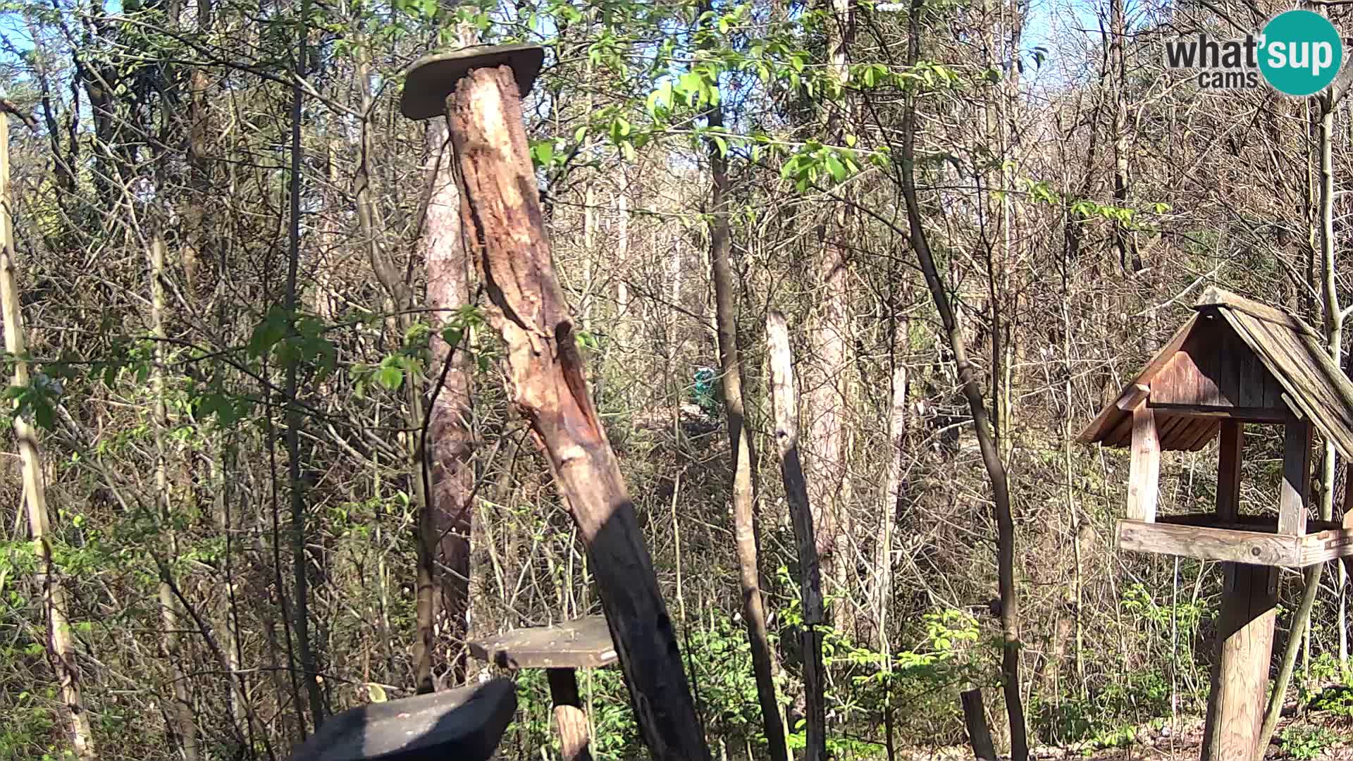 Mangiatoie per uccelli allo ZOO di Lubiana livecam