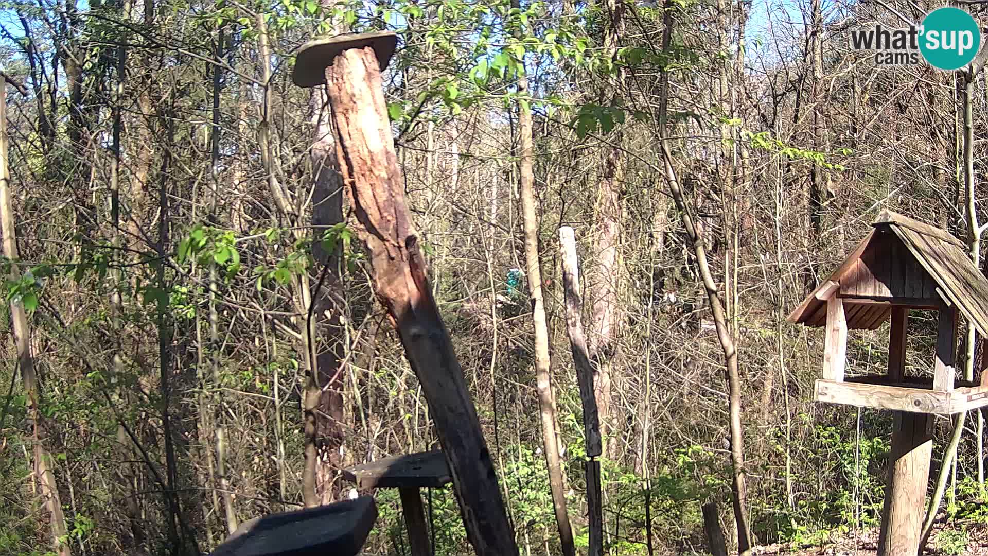 Vogelfutterhäuschen im ZOO webcam Ljubljana