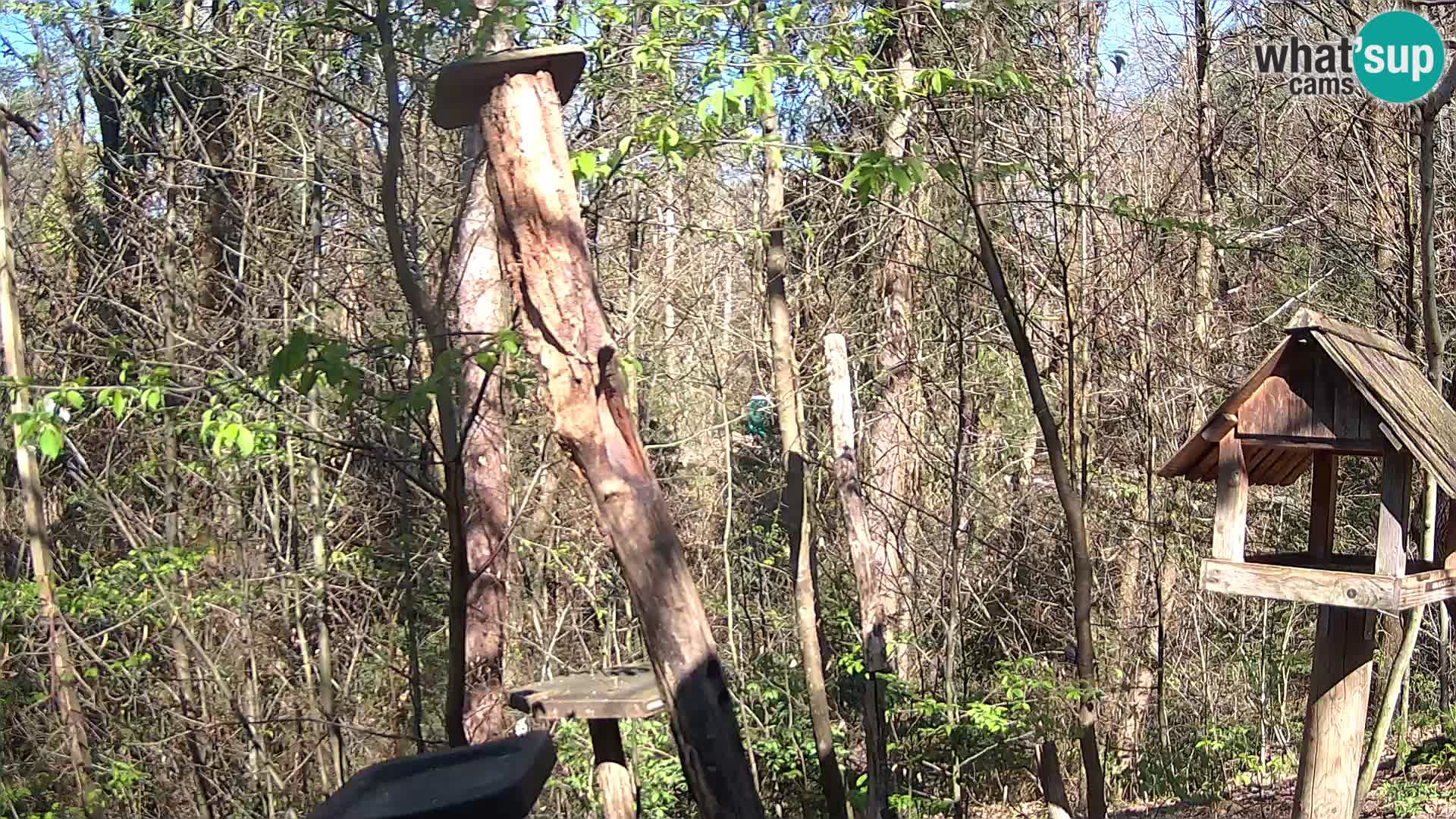 Hranilice za ptice u ZOO web kamera Ljubljana