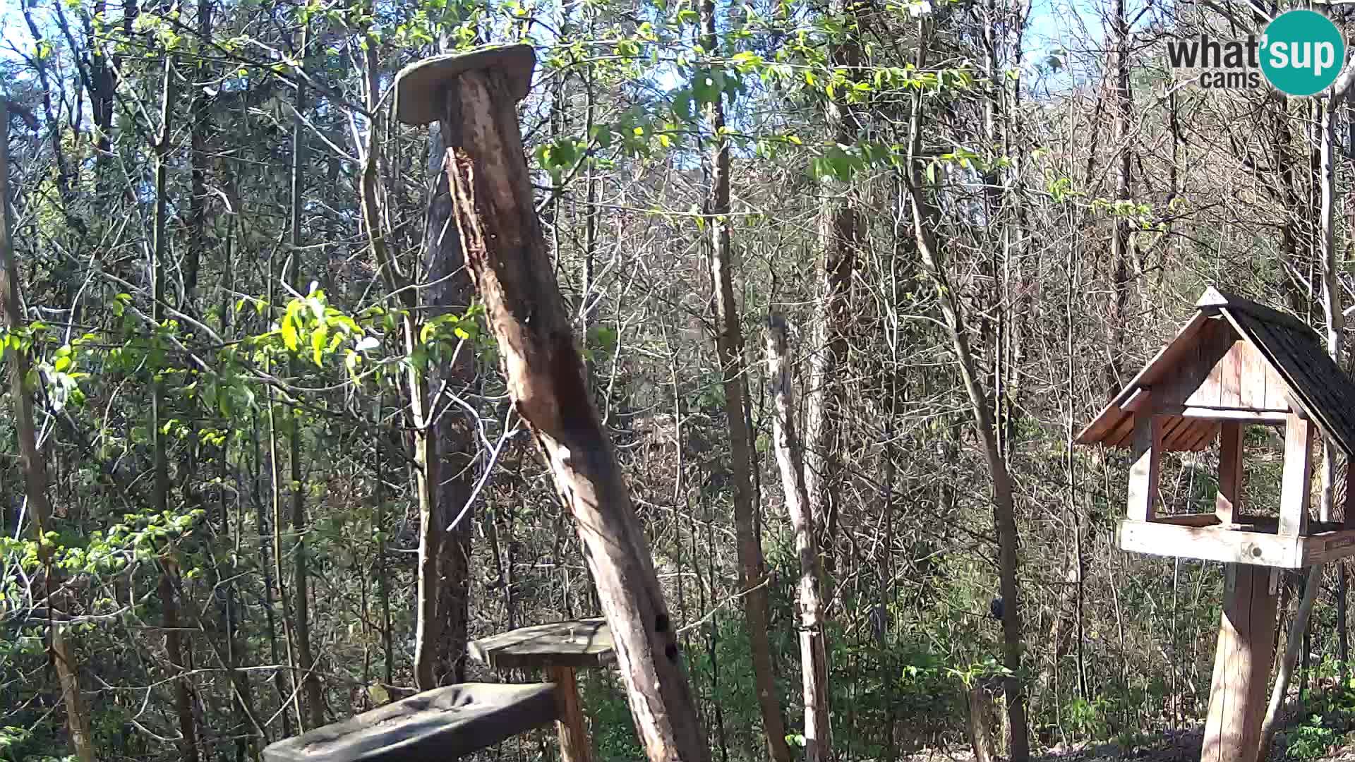 Comederos para pájaros en ZOO Ljubljana camera en vivo