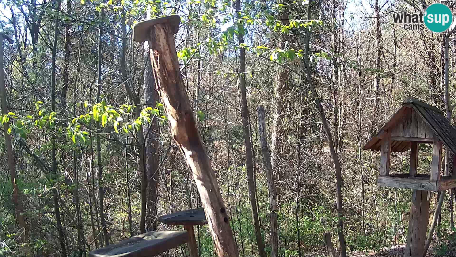 Hranilice za ptice u ZOO web kamera Ljubljana