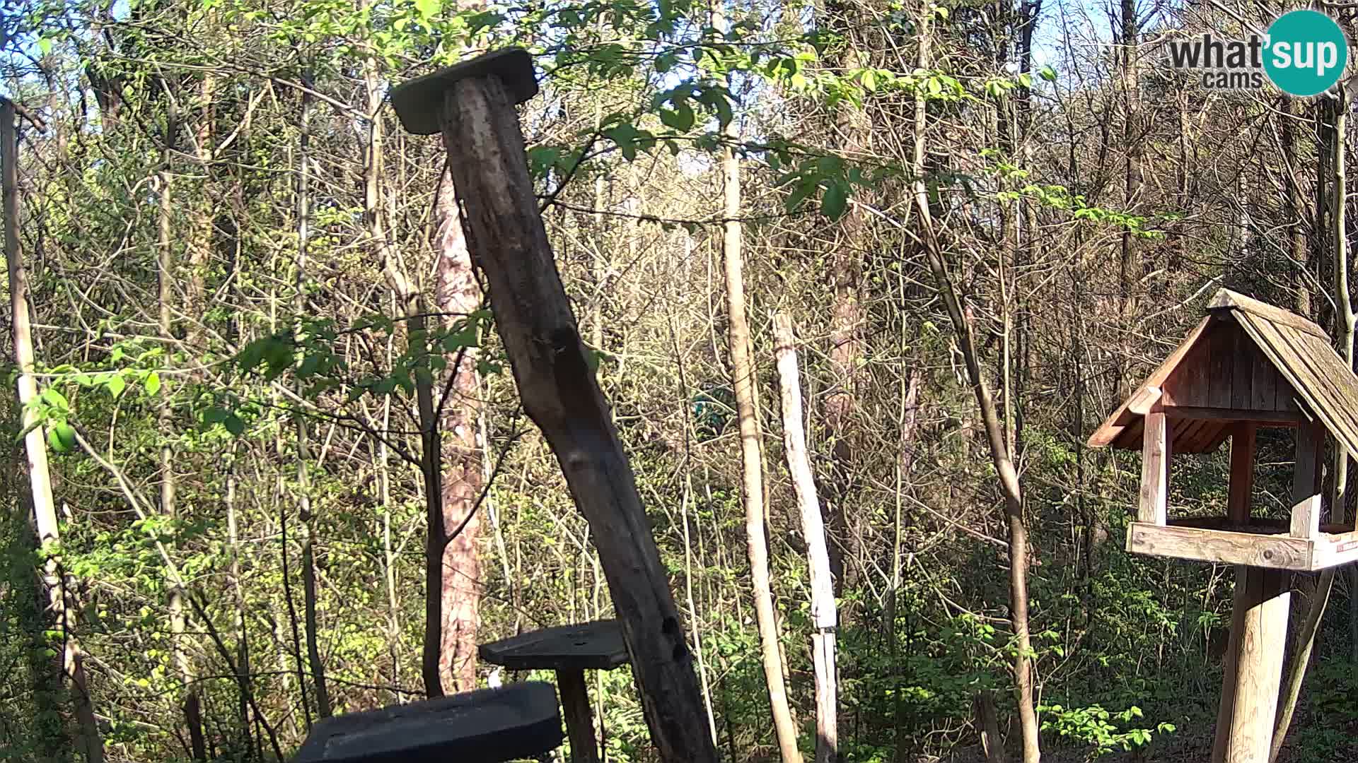 Mangeoires pour oiseaux au ZOO live webcam Ljubljana