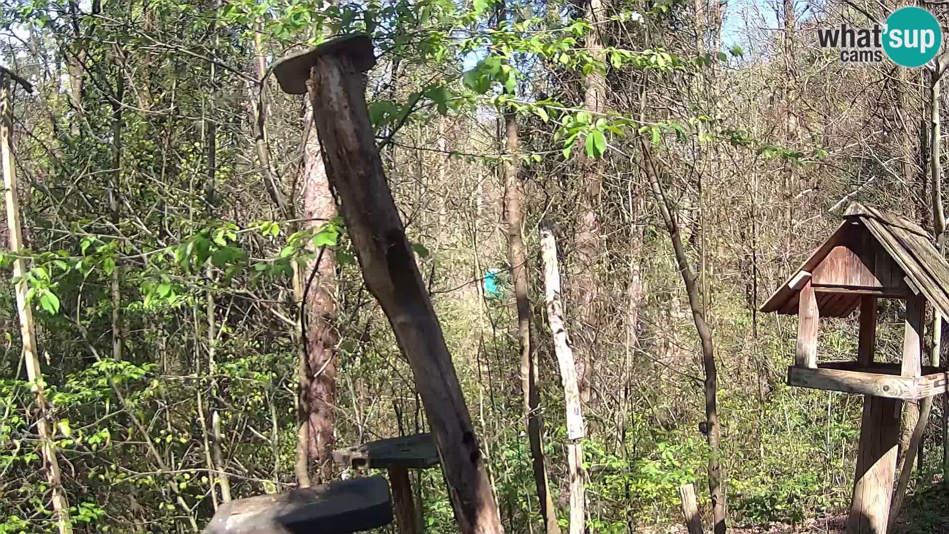 Mangeoires pour oiseaux au ZOO live webcam Ljubljana