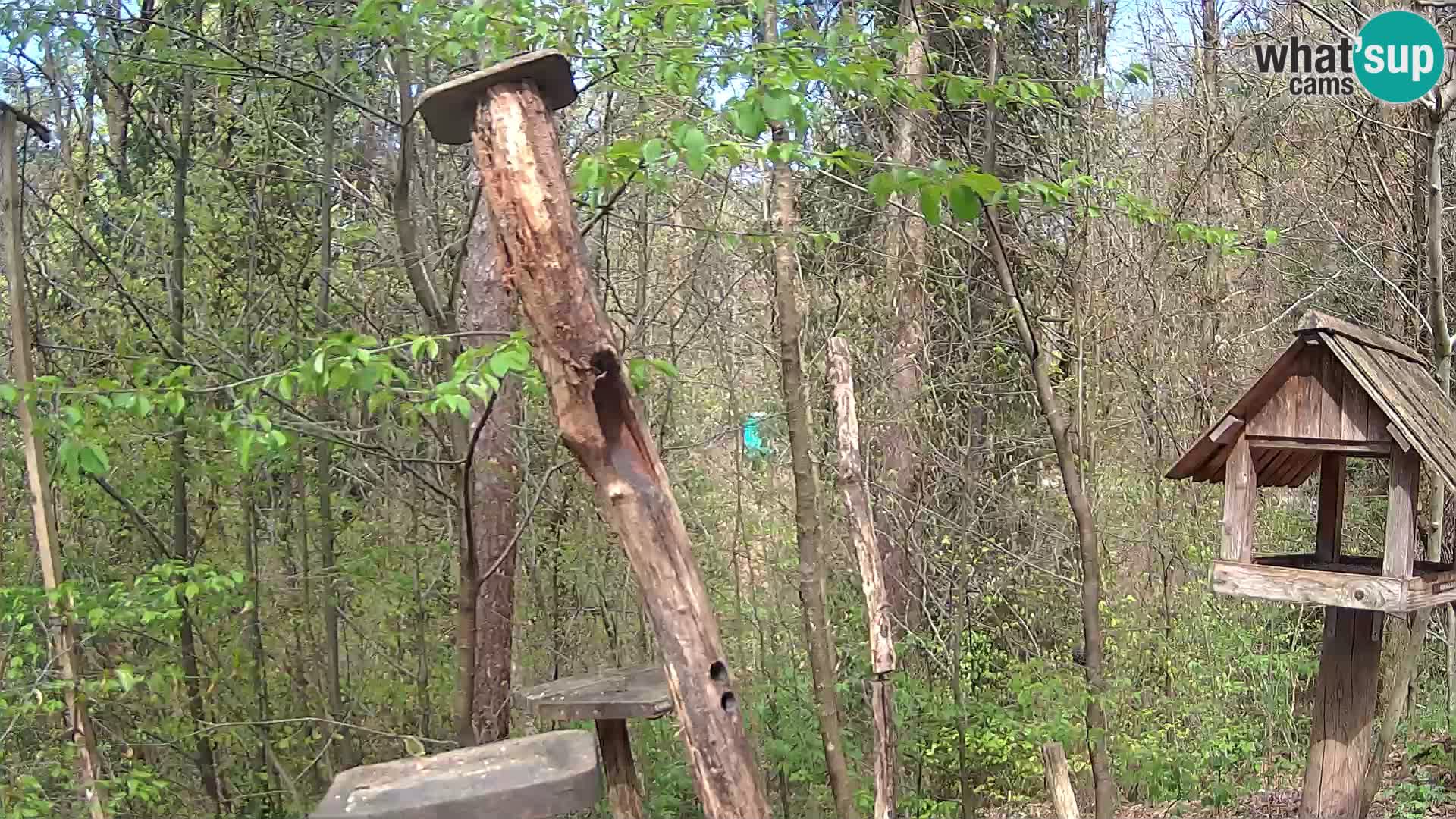 Comederos para pájaros en ZOO Ljubljana camera en vivo