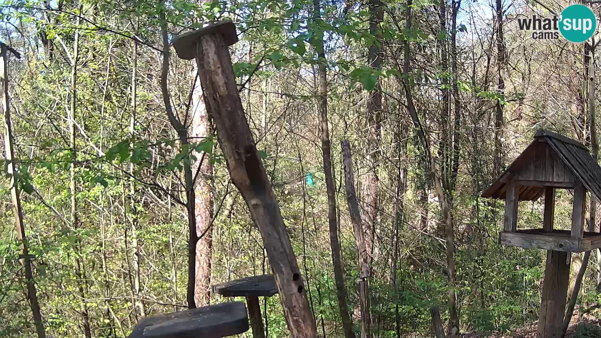Mangeoires pour oiseaux au ZOO live webcam Ljubljana