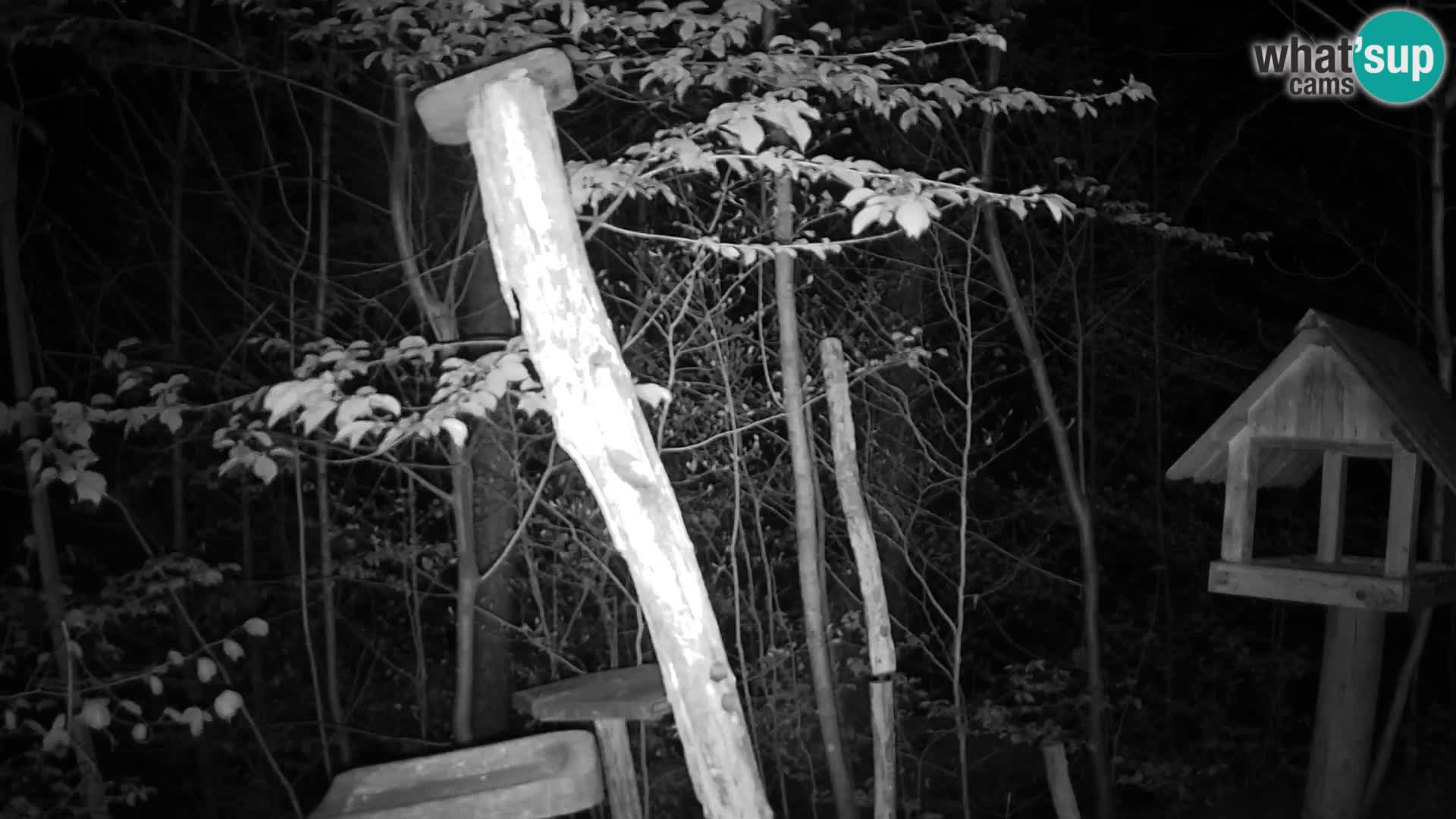 Bird feeders at ZOO Ljubljana webcam