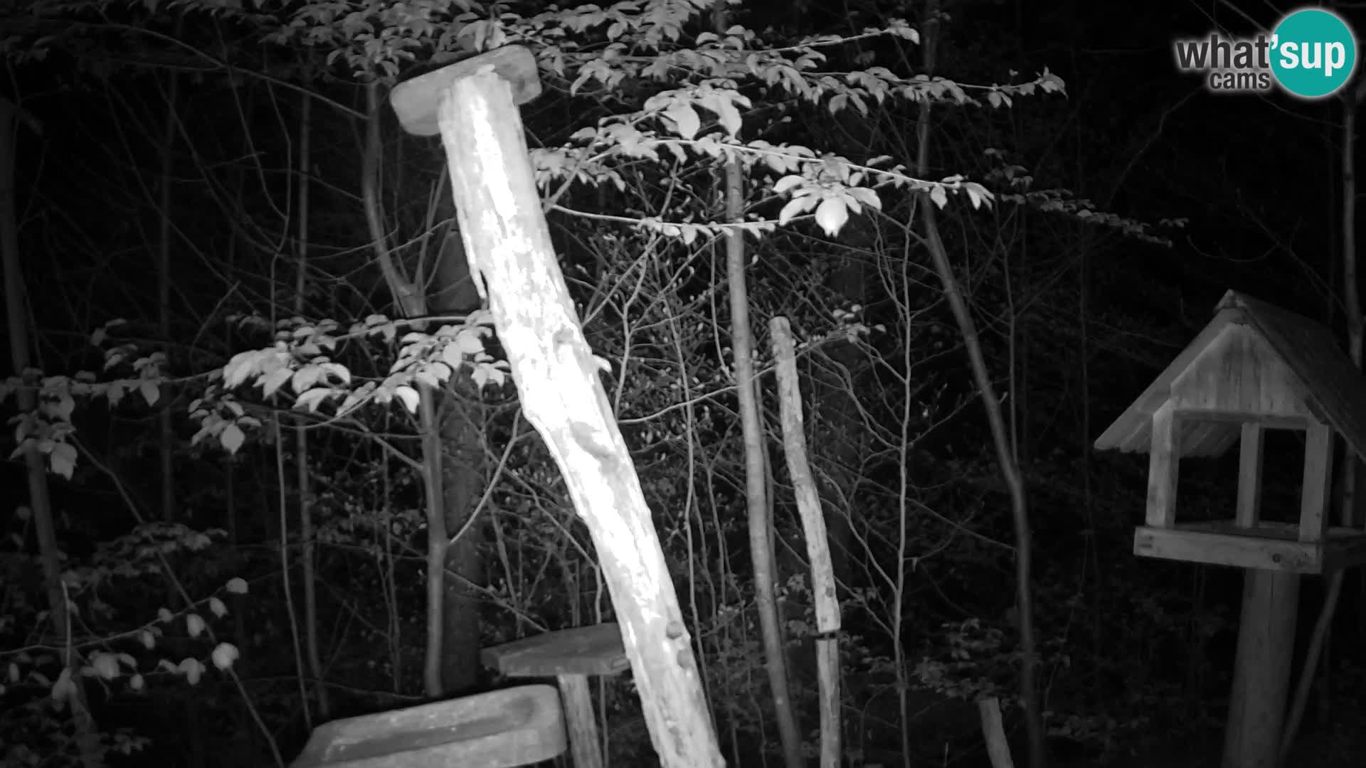 Bird feeders at ZOO Ljubljana webcam