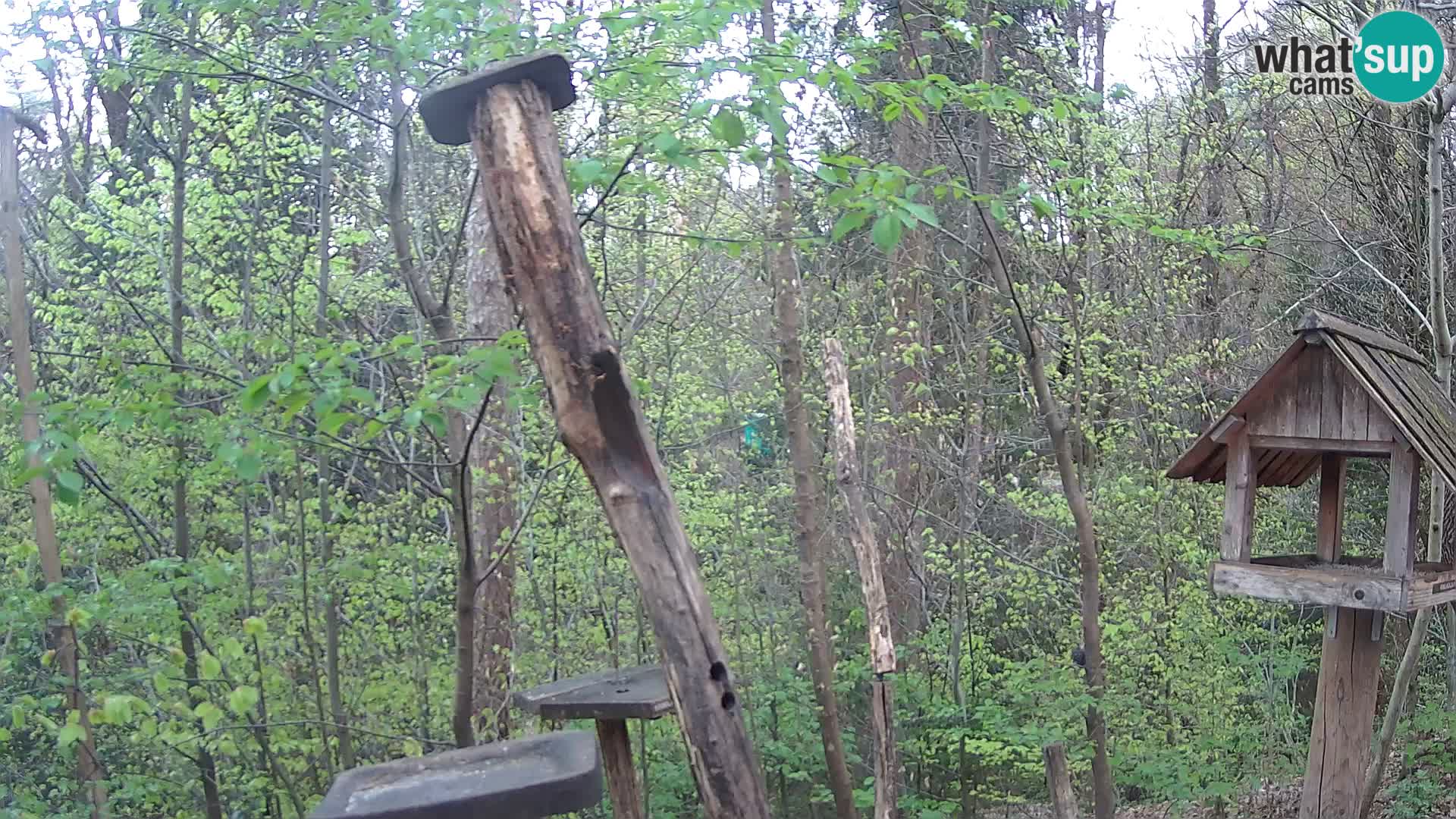Bird feeders at ZOO Ljubljana webcam