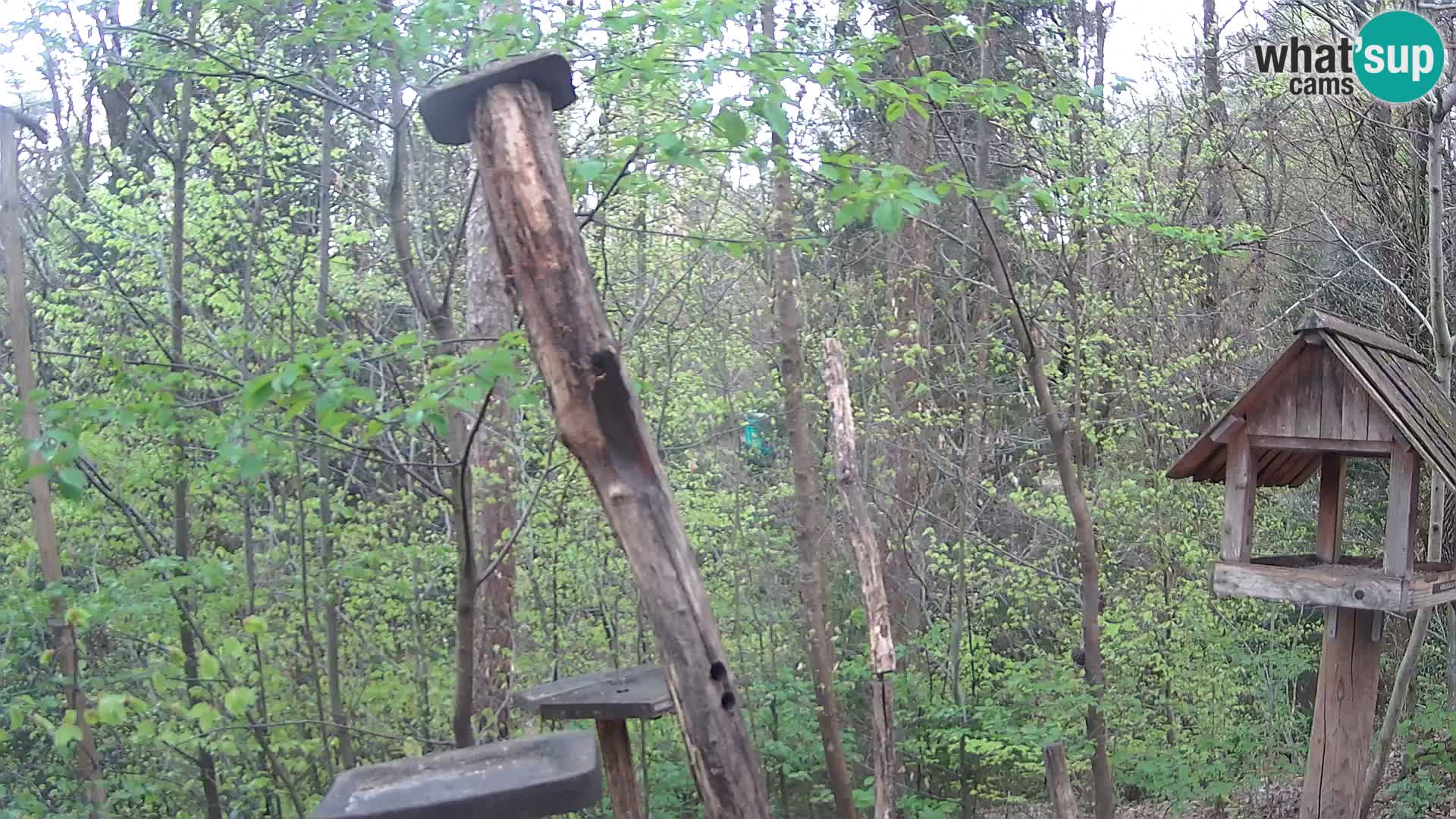 Bird feeders at ZOO Ljubljana webcam