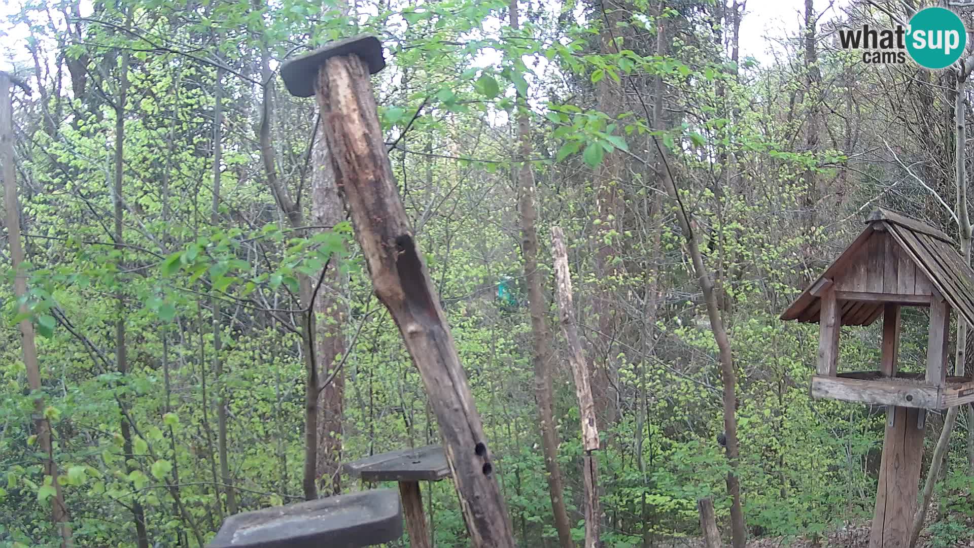 Bird feeders at ZOO Ljubljana webcam