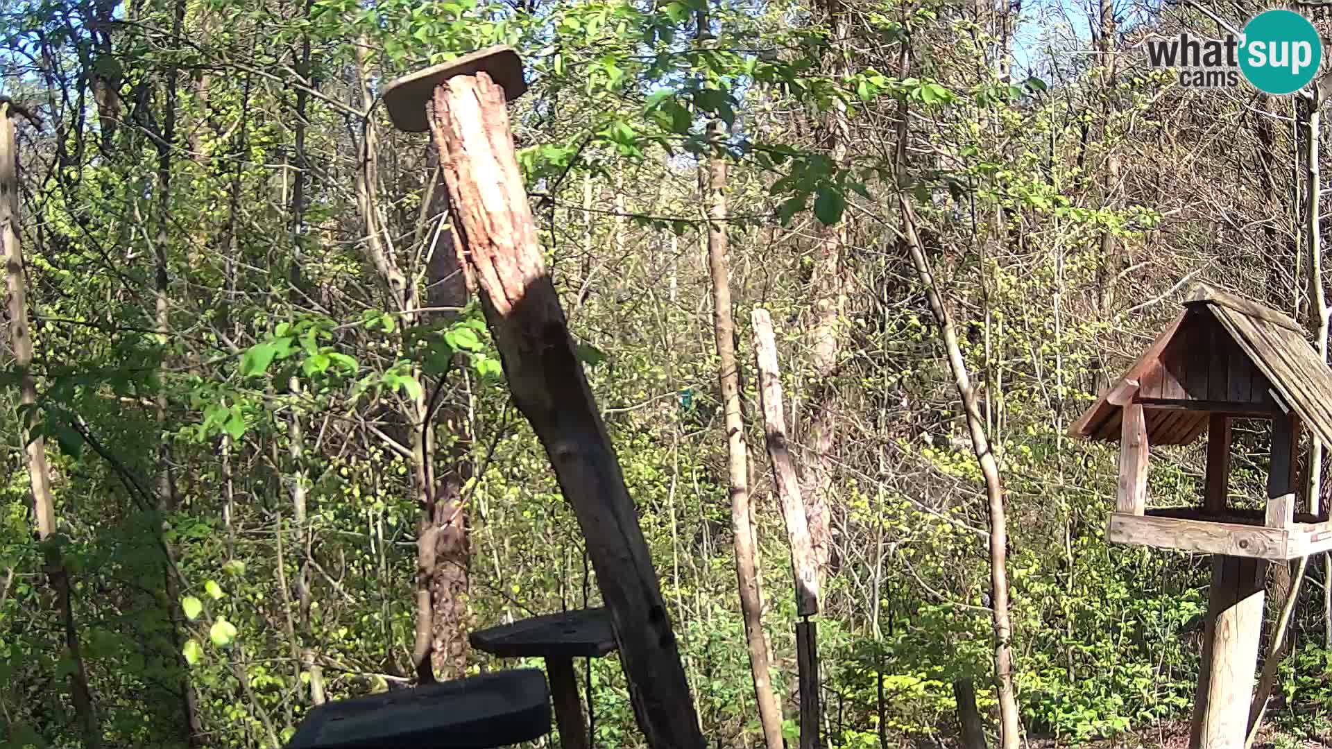 Bird feeders at ZOO Ljubljana webcam