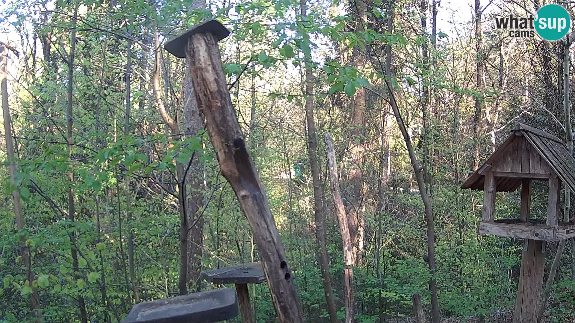 Bird feeders at ZOO Ljubljana webcam