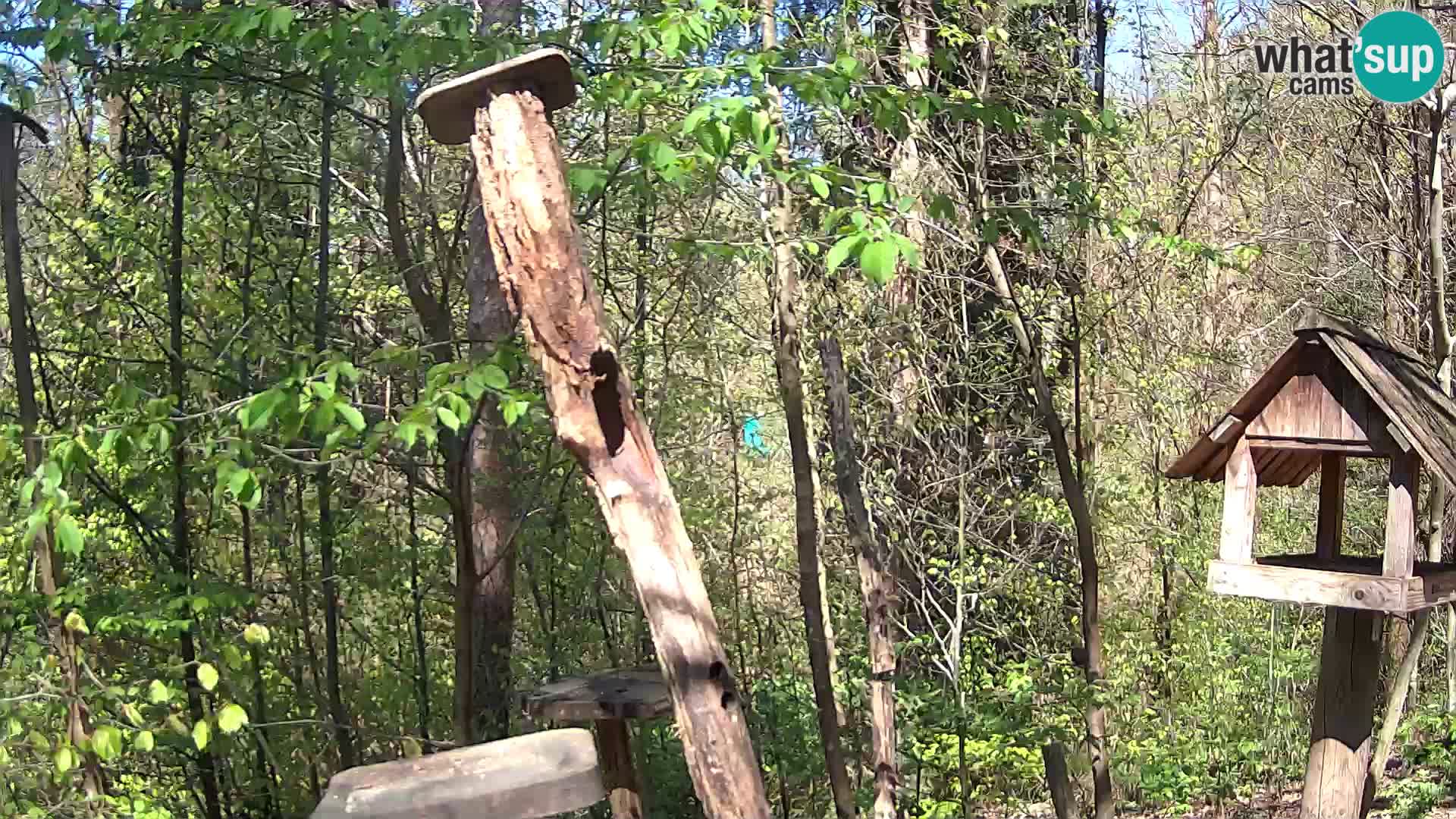 Comederos para pájaros en ZOO Ljubljana camera en vivo