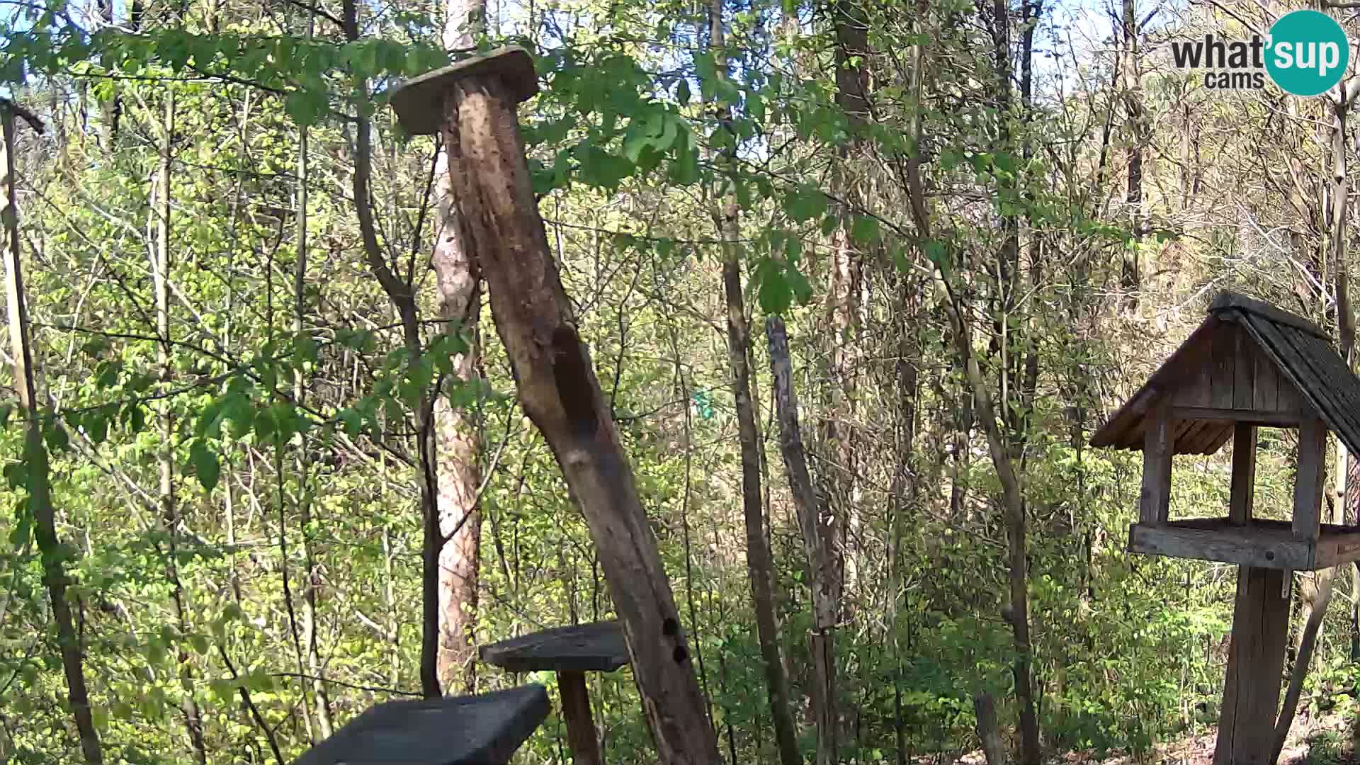 Krmilnice za ptiče v ZOO Ljubljana spletna kamera