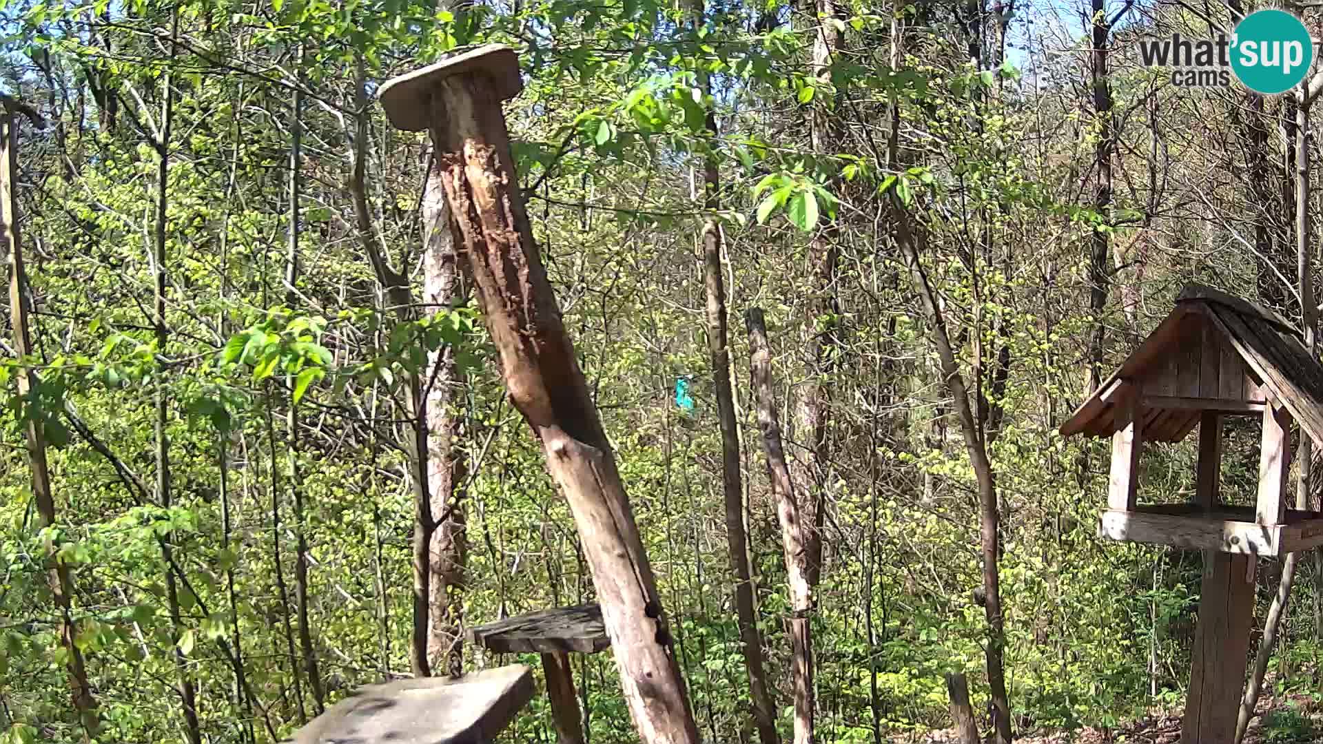 Krmilnice za ptiče v ZOO Ljubljana spletna kamera