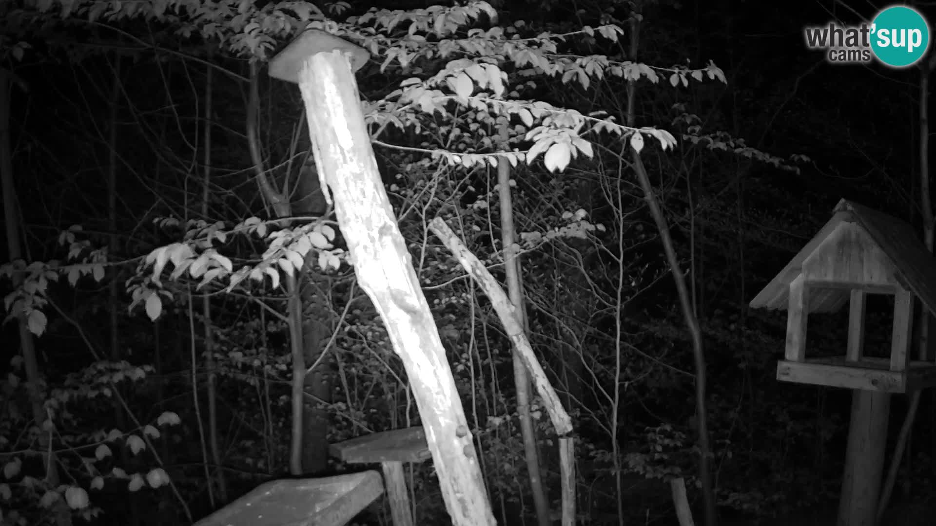 Vogelfutterhäuschen im ZOO webcam Ljubljana