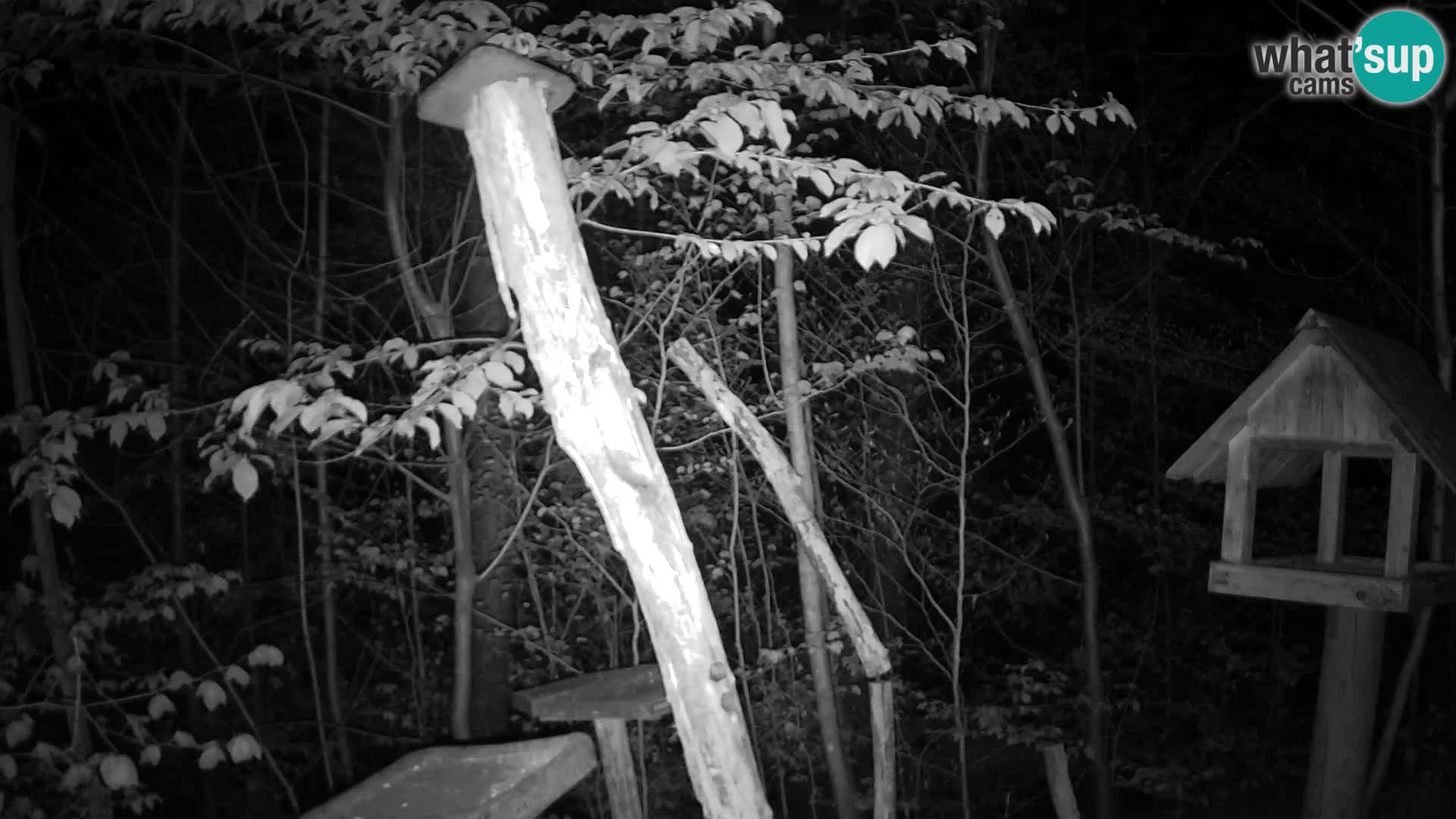 Vogelfutterhäuschen im ZOO webcam Ljubljana