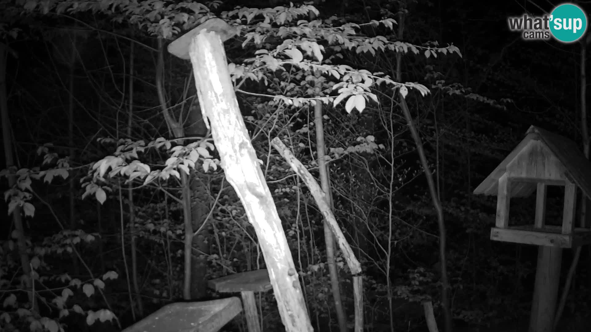 Mangeoires pour oiseaux au ZOO live webcam Ljubljana