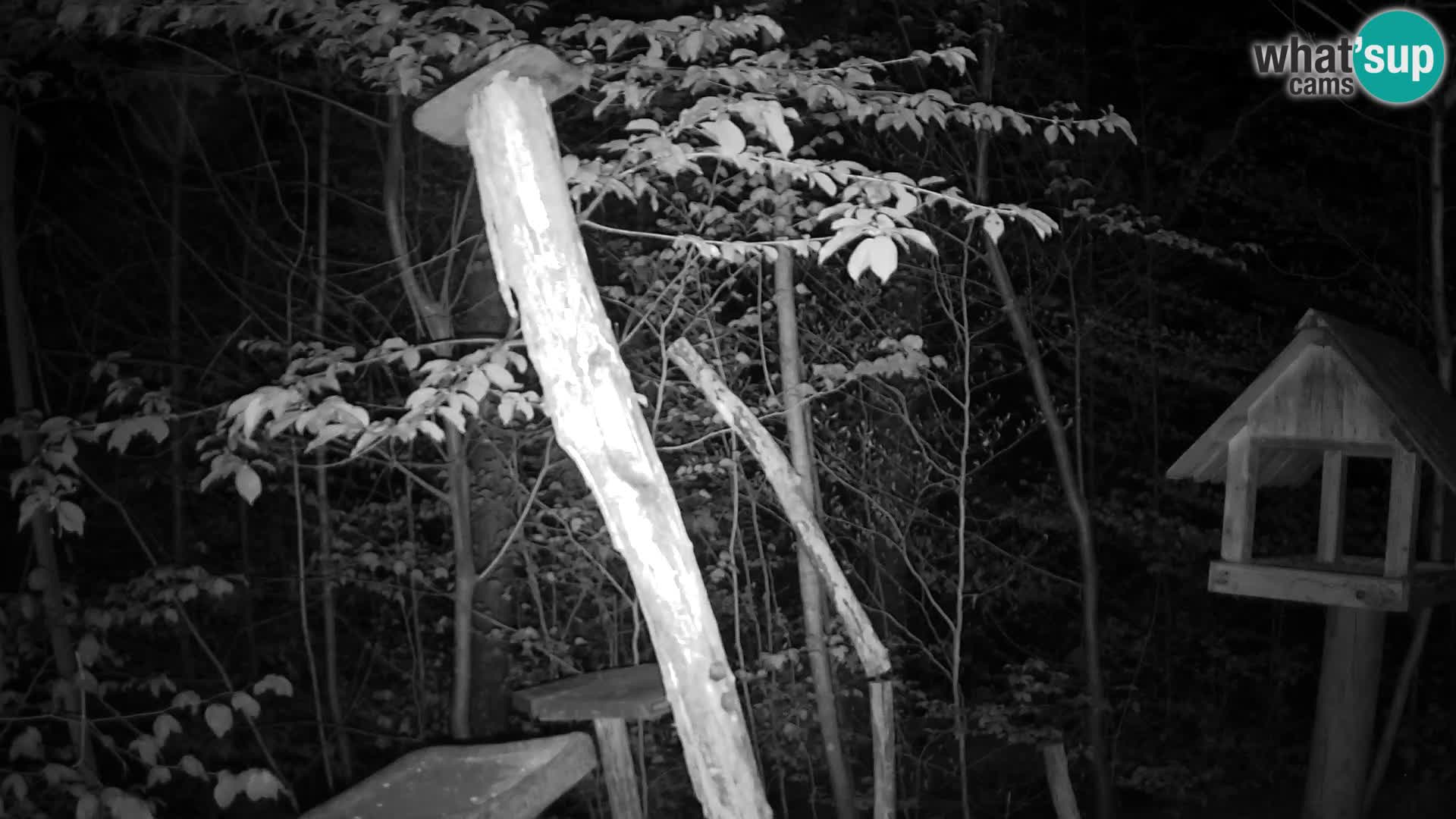 Mangiatoie per uccelli allo ZOO di Lubiana livecam