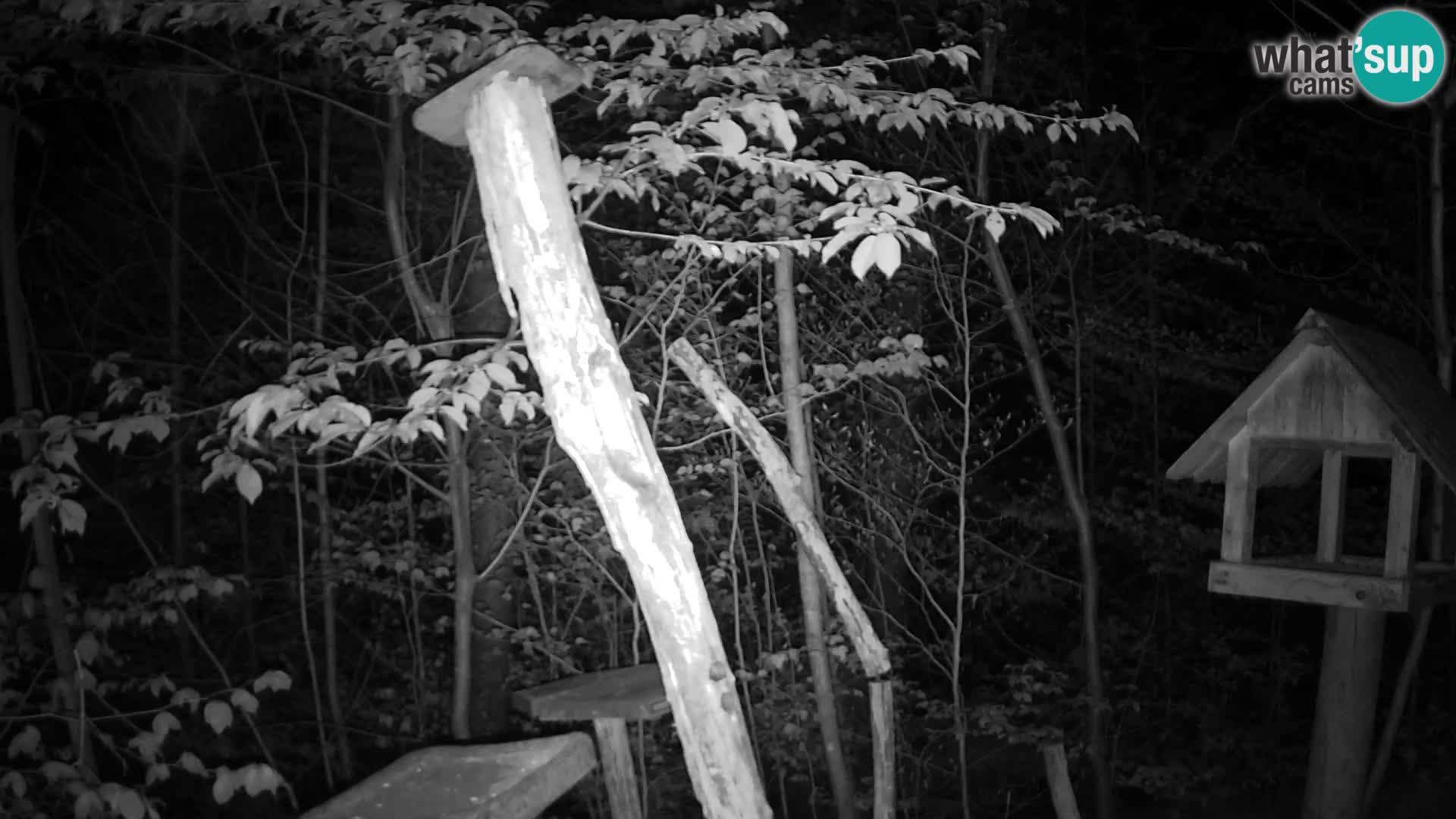 Mangiatoie per uccelli allo ZOO di Lubiana livecam