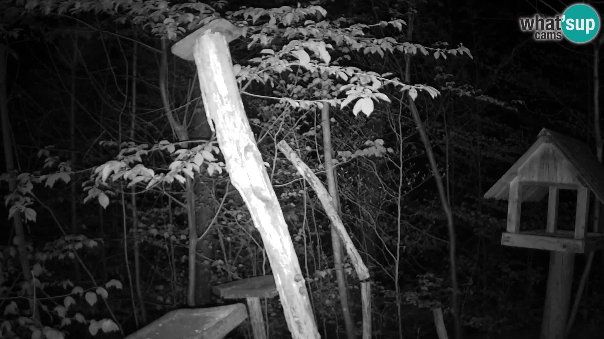 Mangiatoie per uccelli allo ZOO di Lubiana livecam