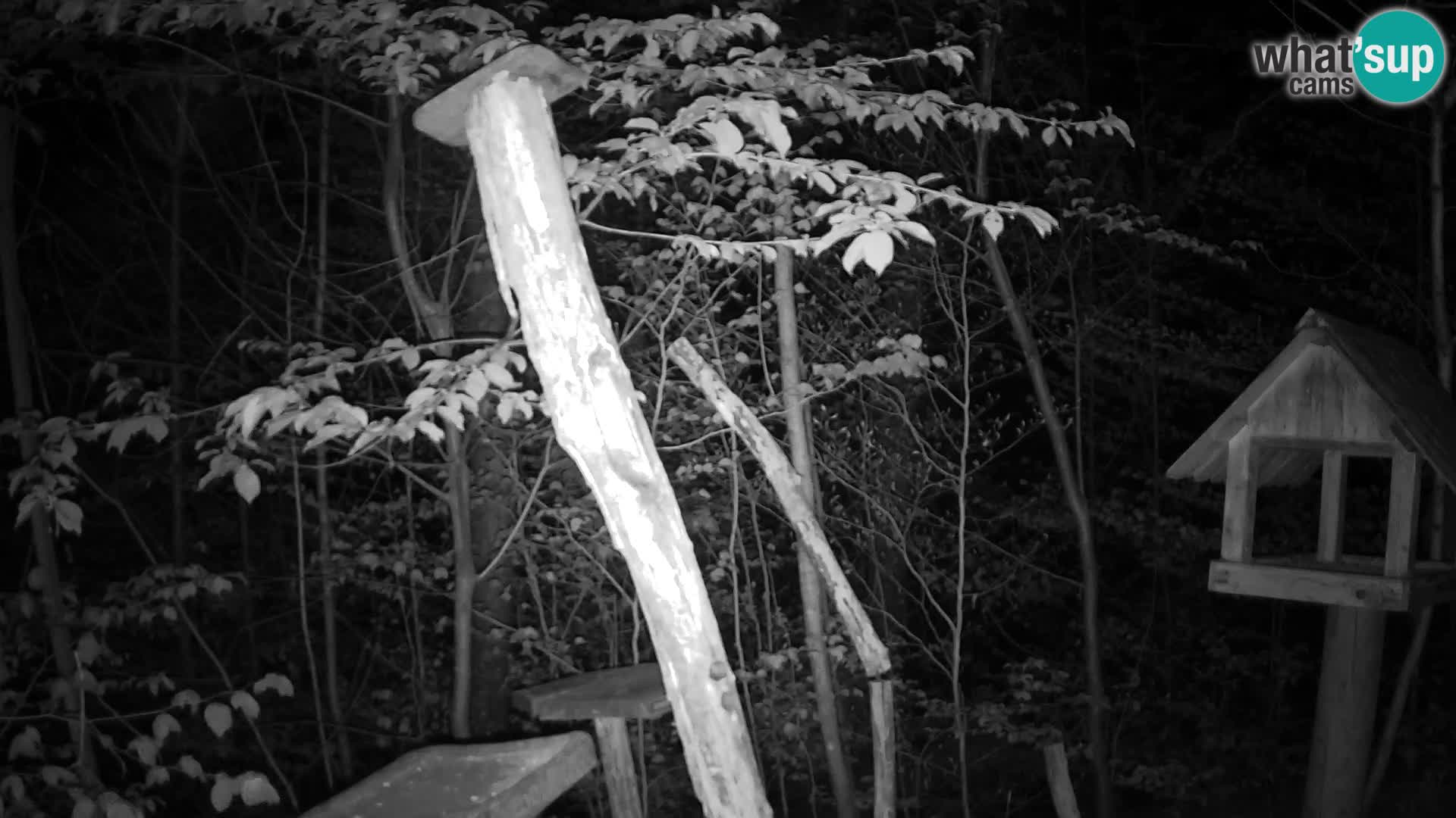 Vogelfutterhäuschen im ZOO webcam Ljubljana