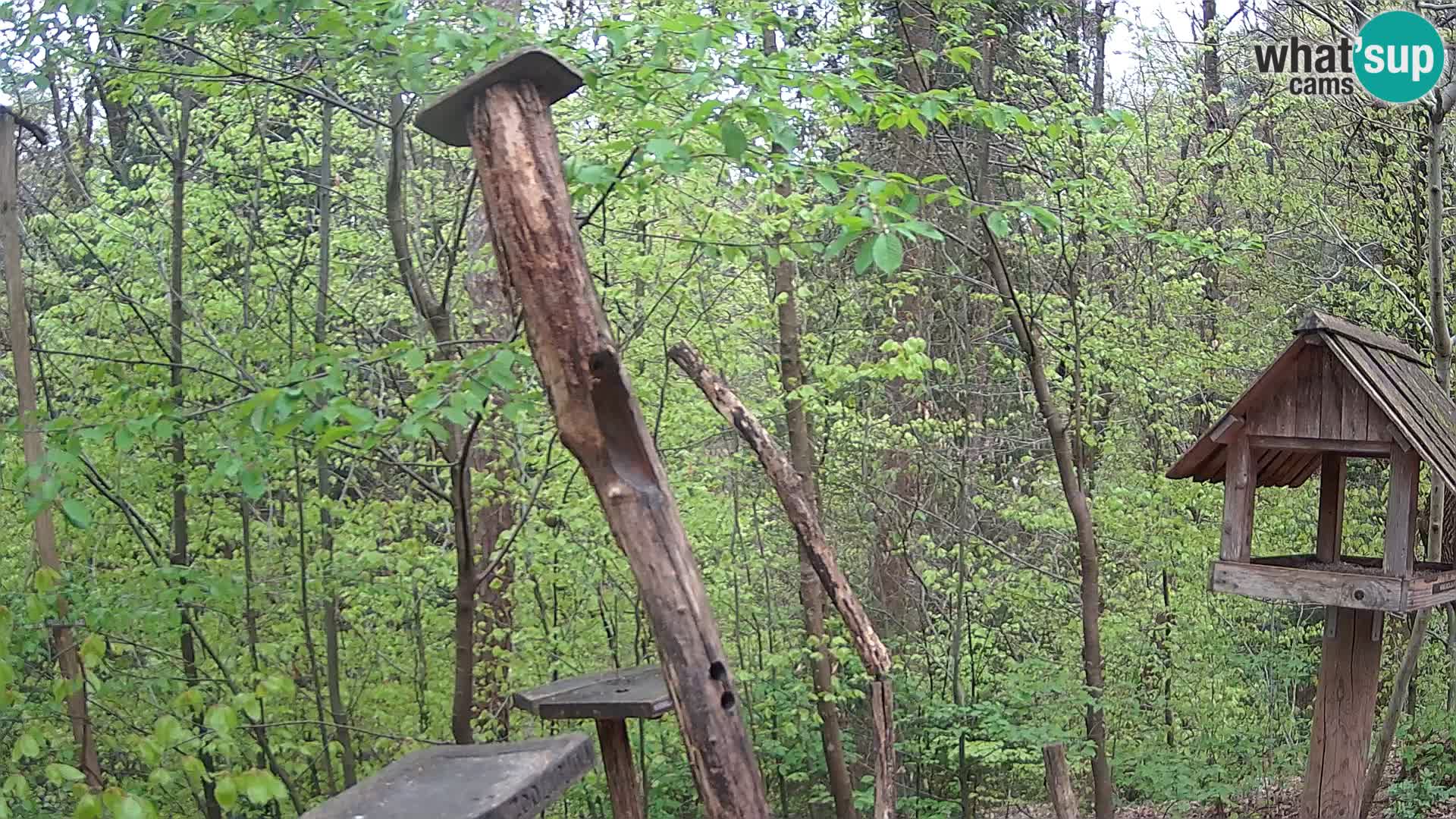 Mangeoires pour oiseaux au ZOO live webcam Ljubljana