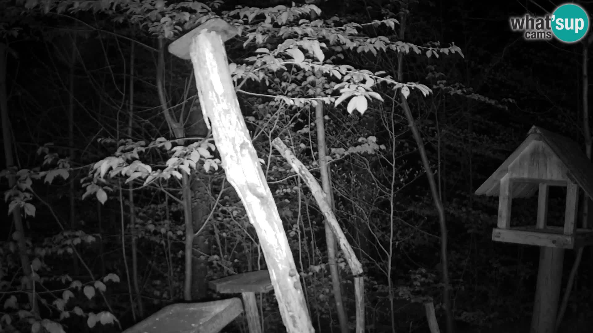 Mangeoires pour oiseaux au ZOO live webcam Ljubljana