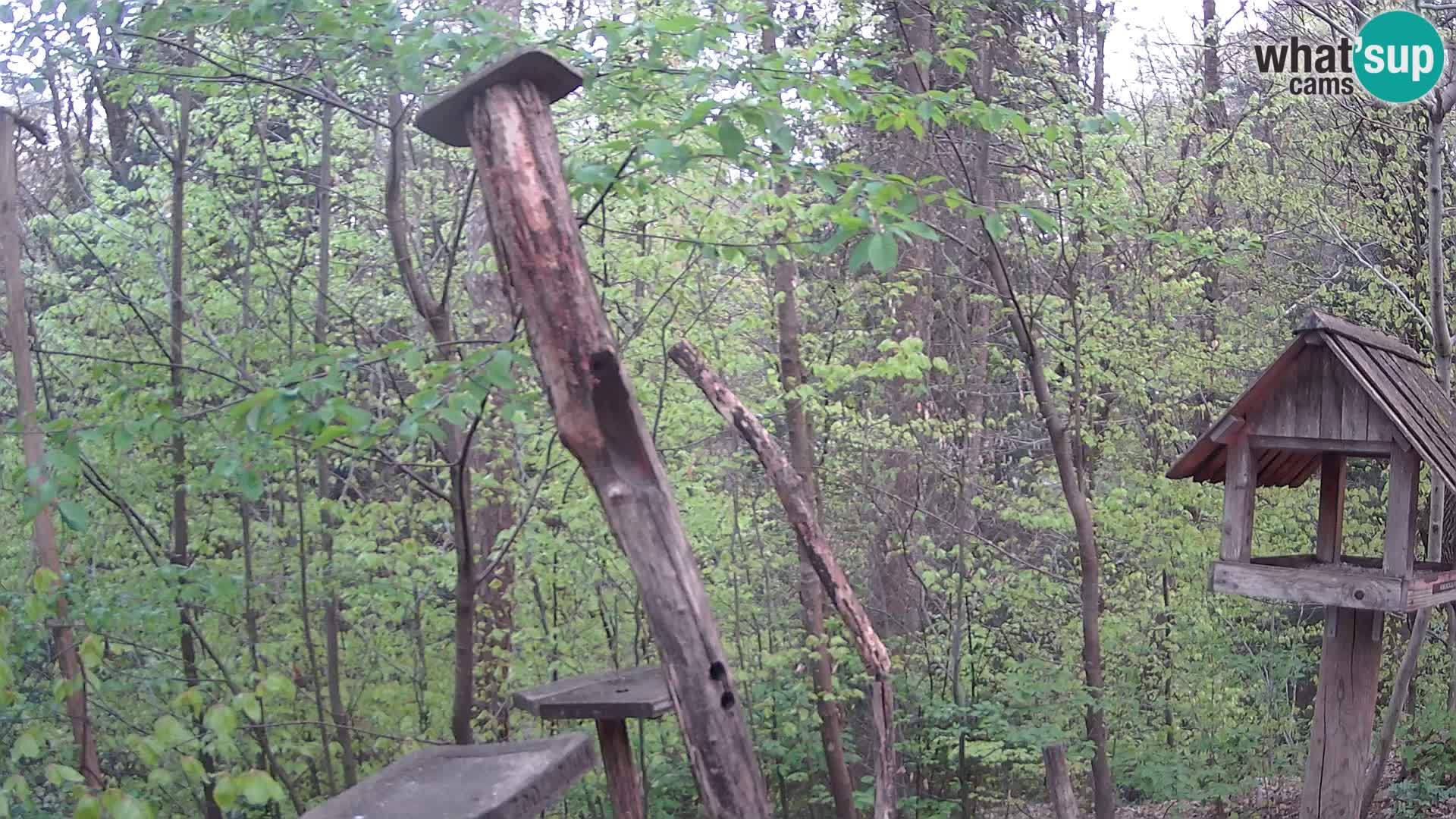 Vogelfutterhäuschen im ZOO webcam Ljubljana