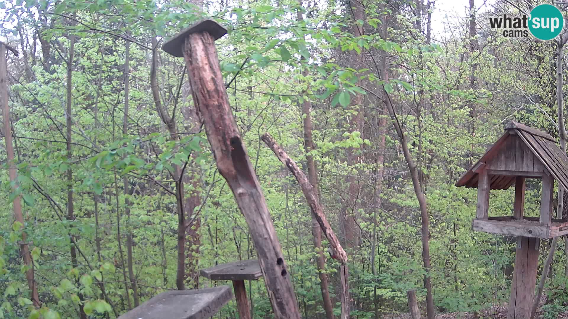 Bird feeders at ZOO Ljubljana webcam