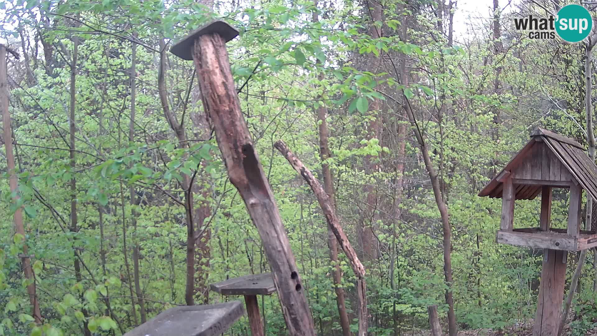 Bird feeders at ZOO Ljubljana webcam