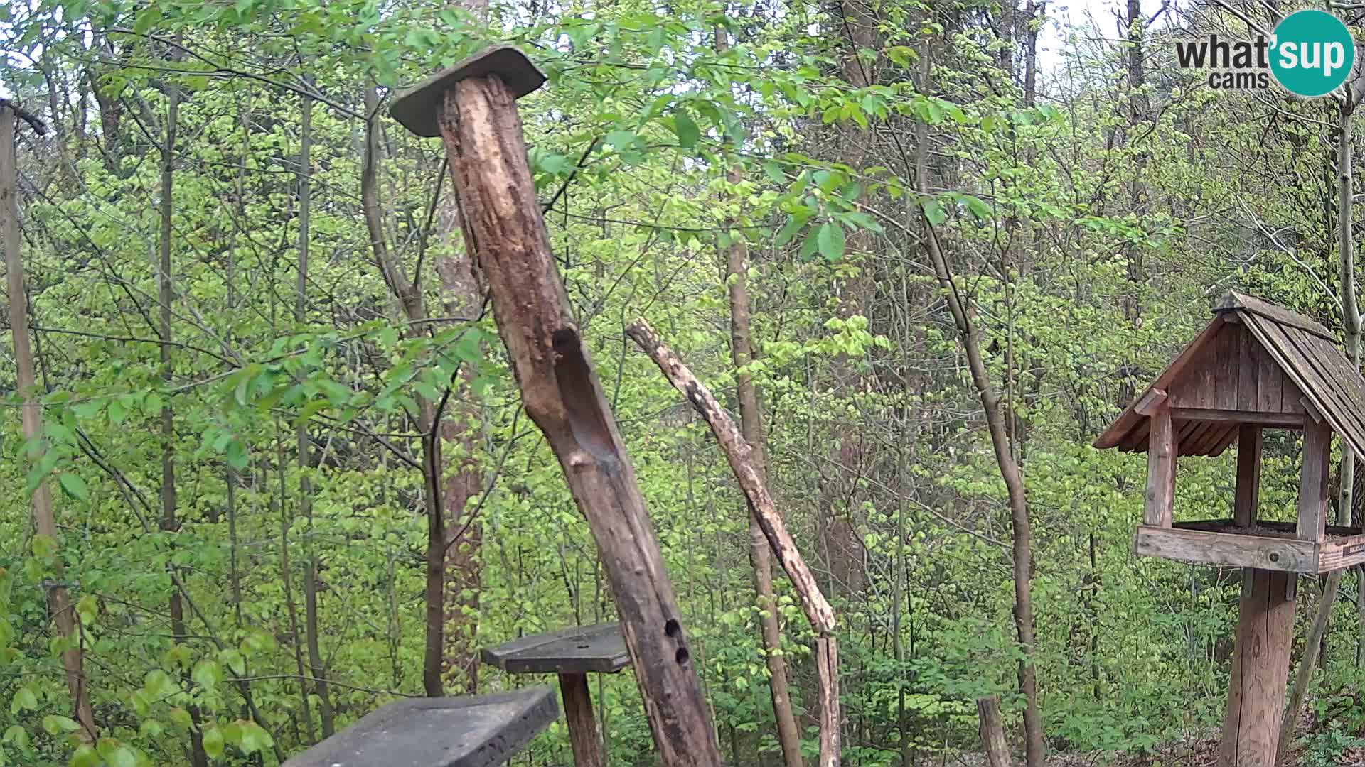 Hranilice za ptice u ZOO web kamera Ljubljana