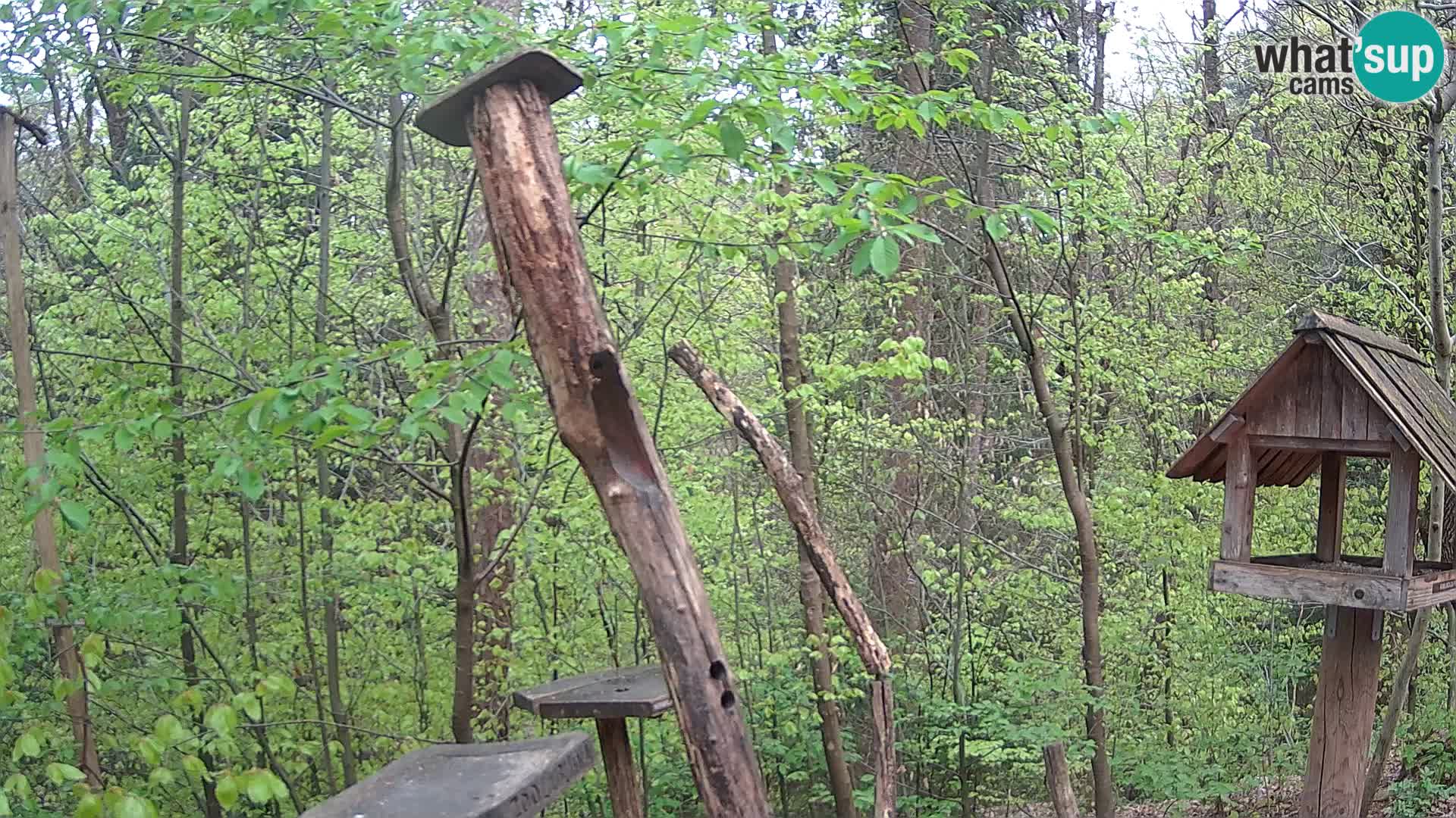 Bird feeders at ZOO Ljubljana webcam