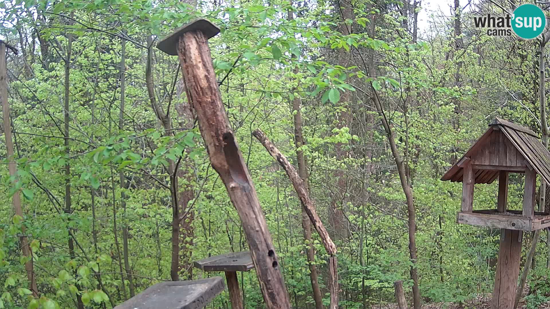 Mangeoires pour oiseaux au ZOO live webcam Ljubljana