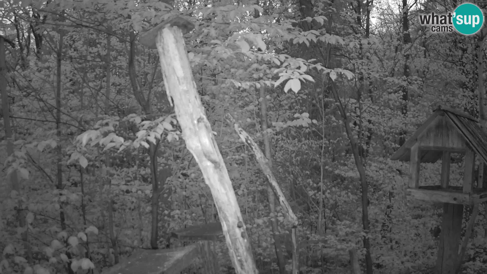 Mangeoires pour oiseaux au ZOO live webcam Ljubljana