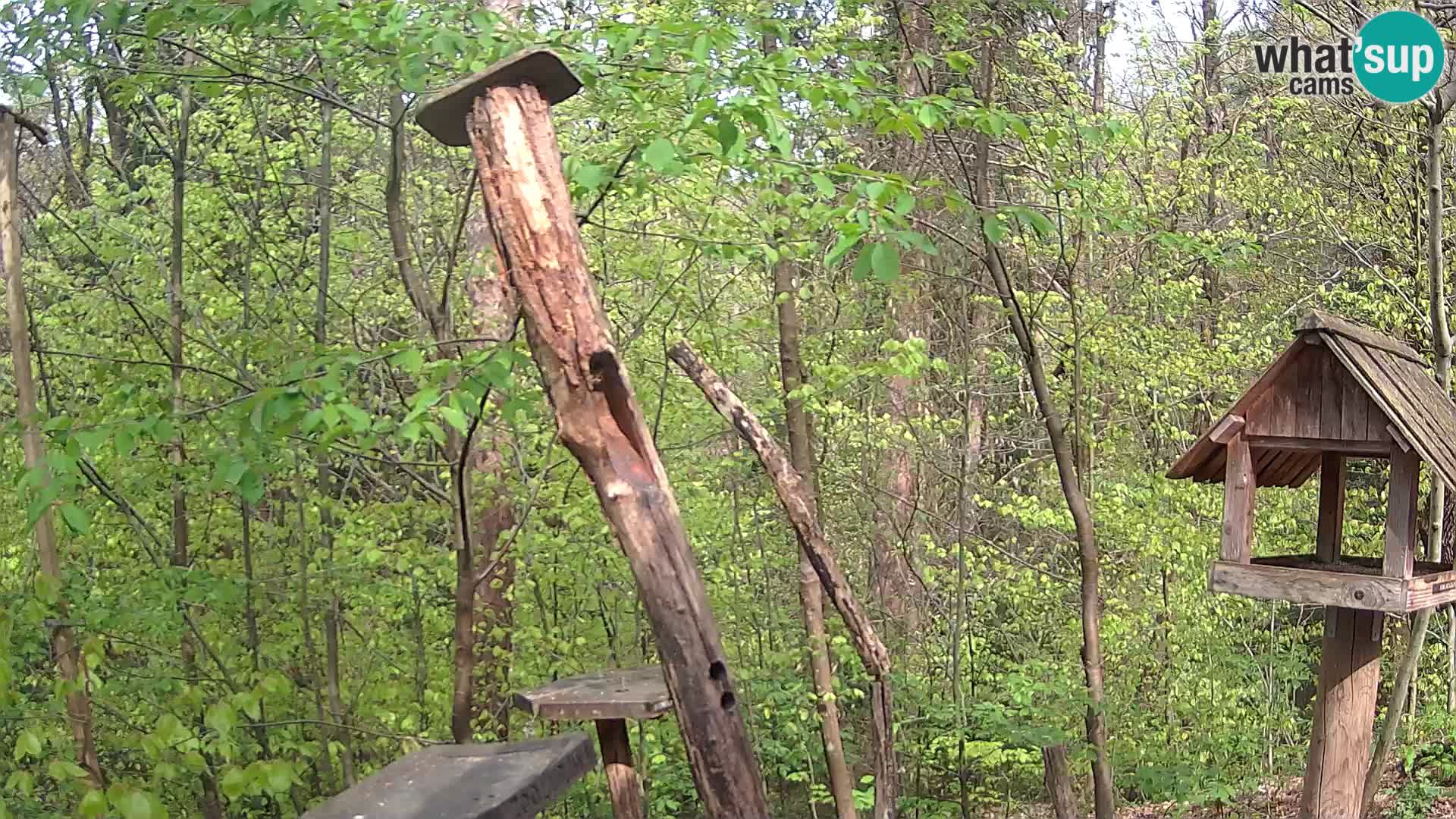 Krmilnice za ptiče v ZOO Ljubljana spletna kamera