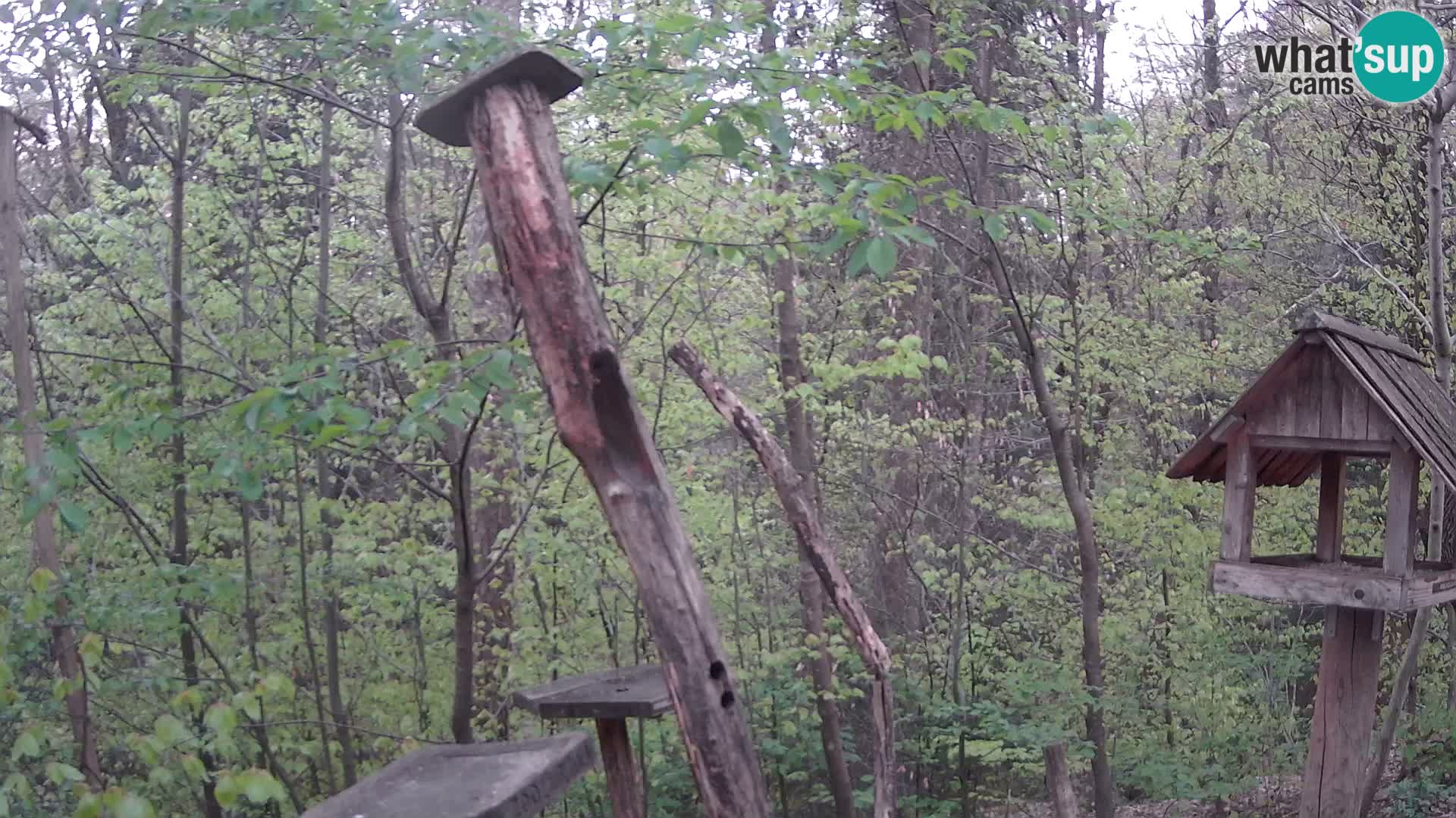 Hranilice za ptice u ZOO web kamera Ljubljana