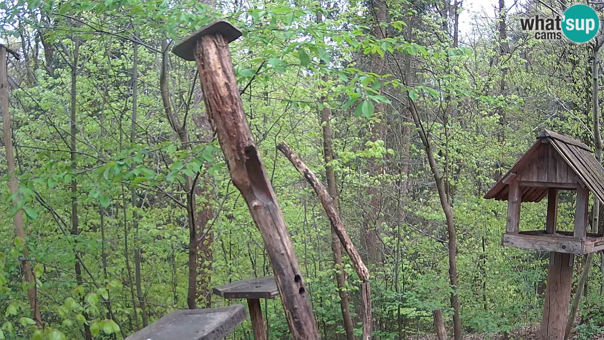 Vogelfutterhäuschen im ZOO webcam Ljubljana