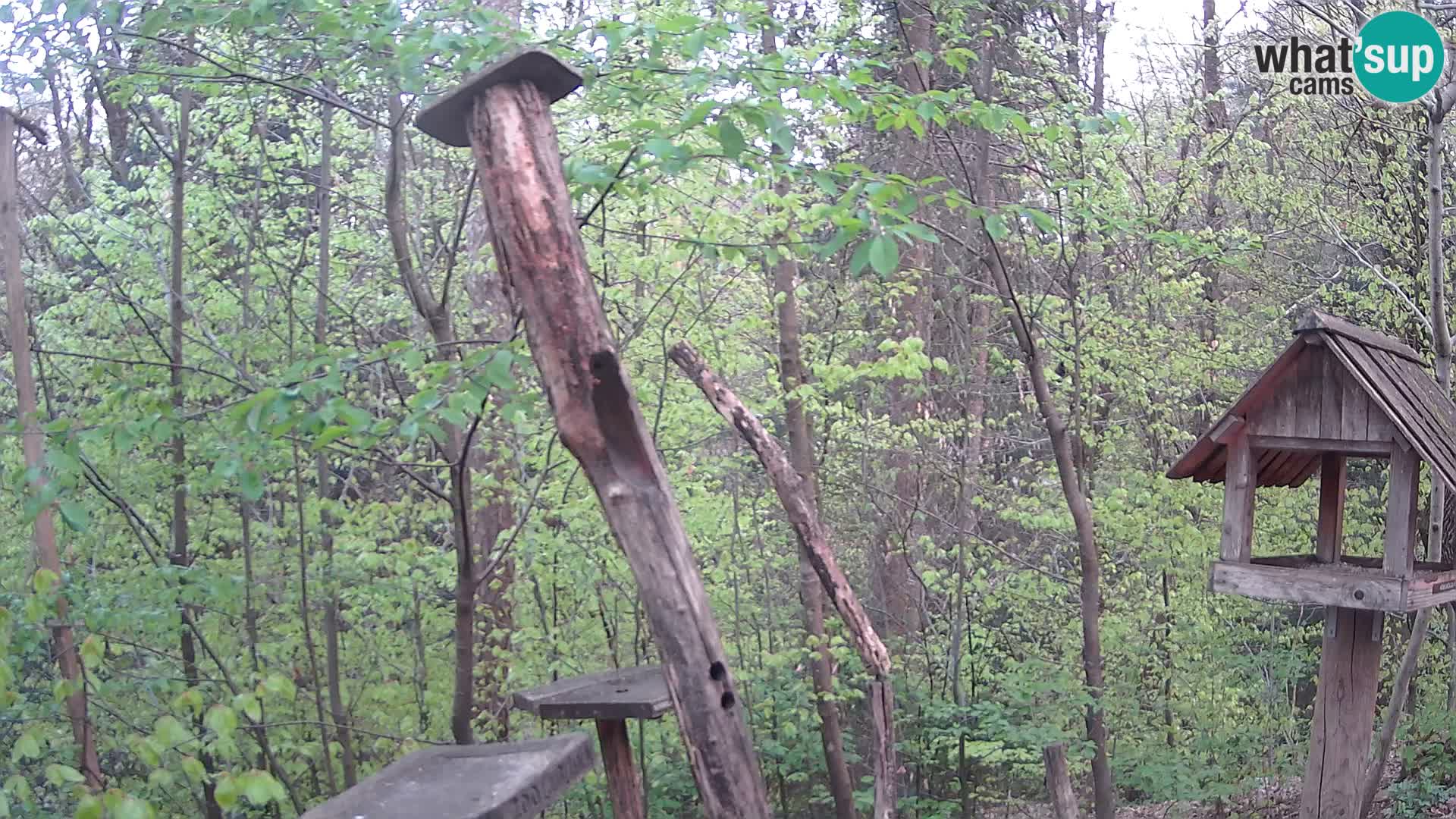 Mangeoires pour oiseaux au ZOO live webcam Ljubljana