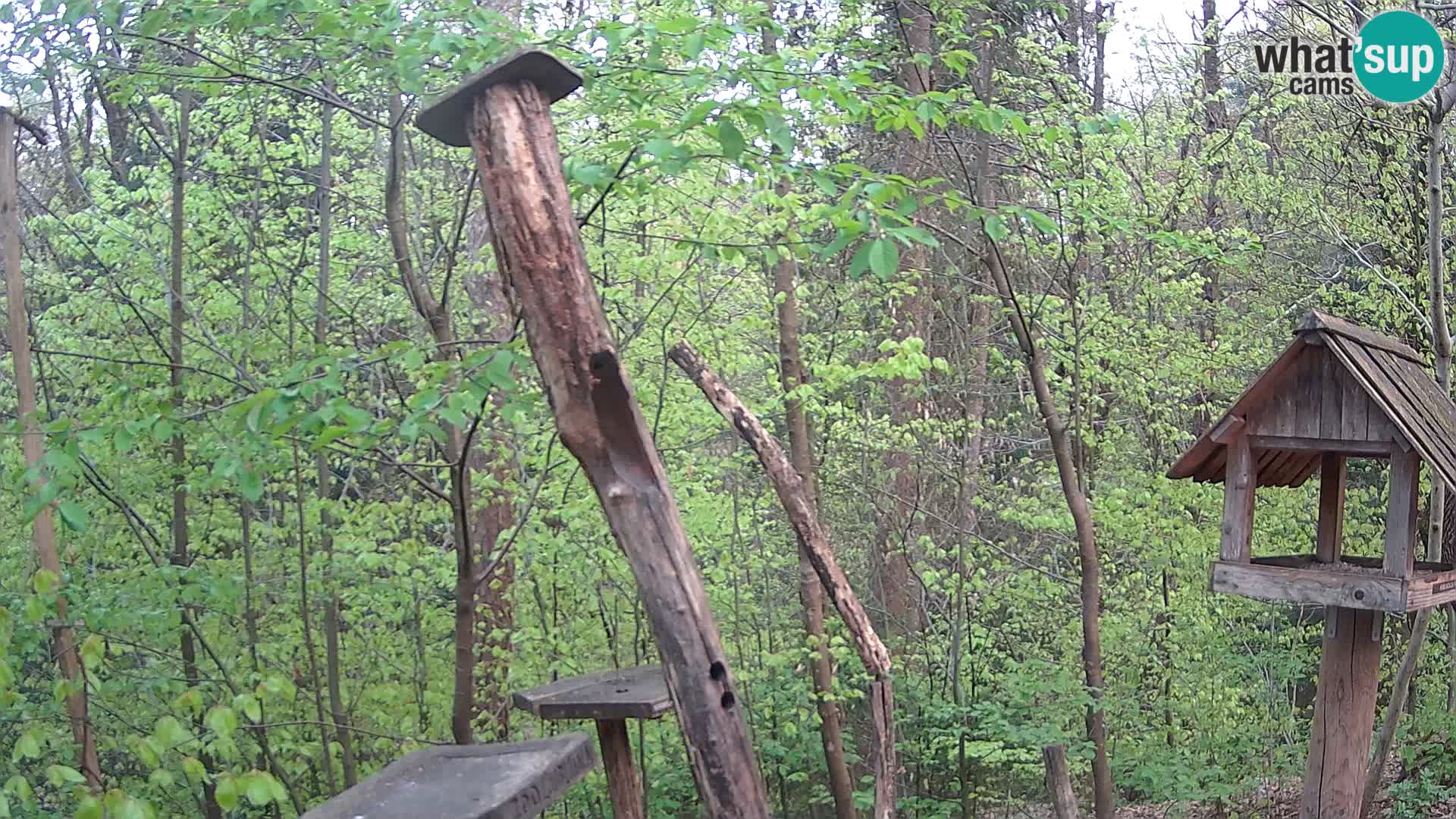 Comederos para pájaros en ZOO Ljubljana camera en vivo