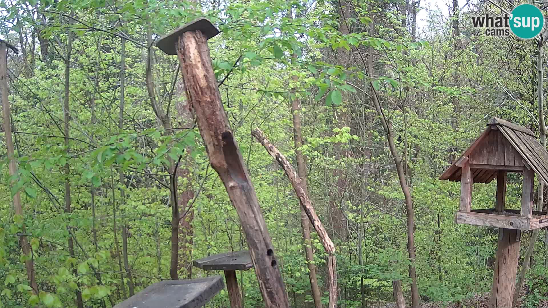 Krmilnice za ptiče v ZOO Ljubljana spletna kamera