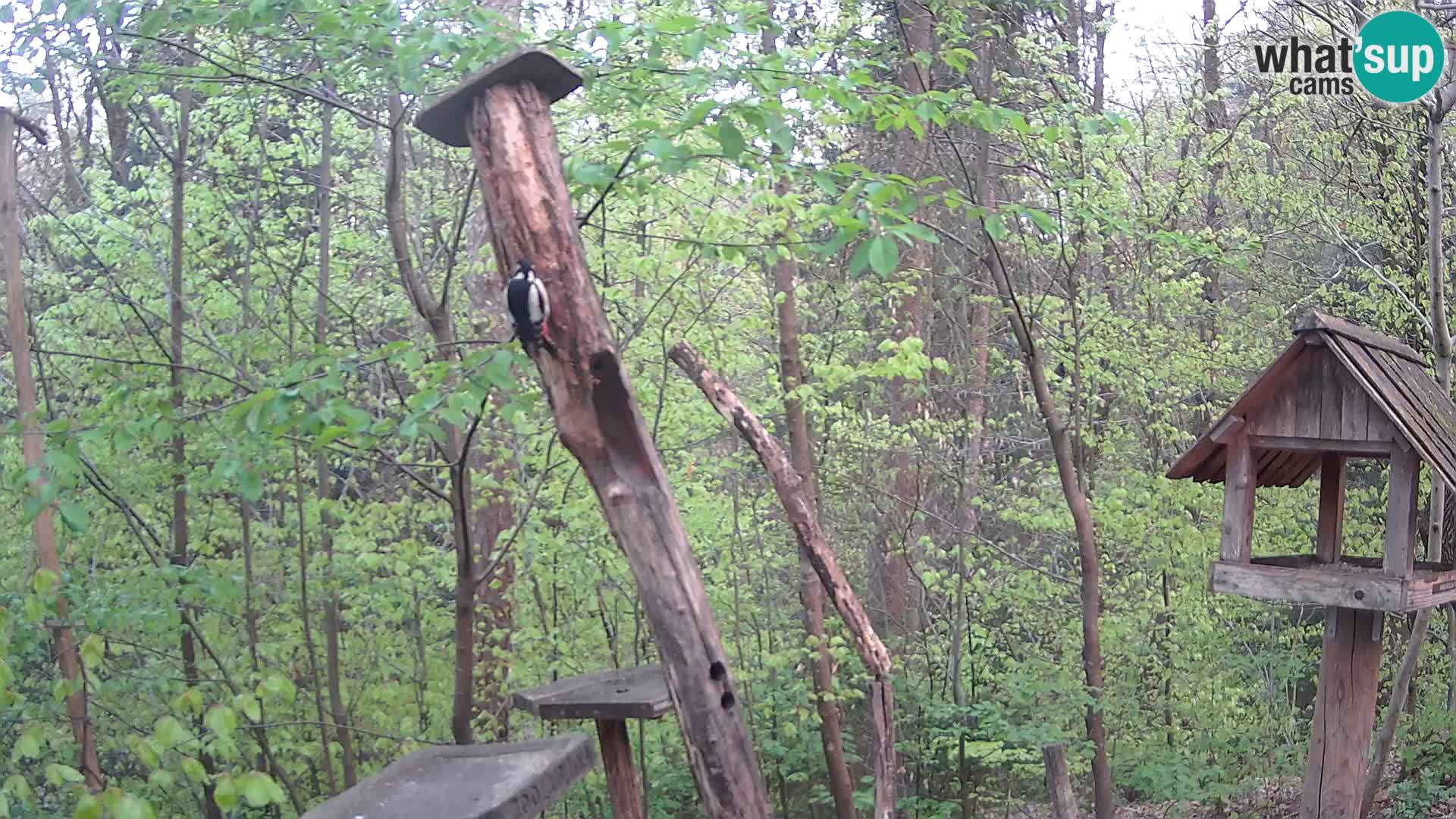 Mangiatoie per uccelli allo ZOO di Lubiana livecam