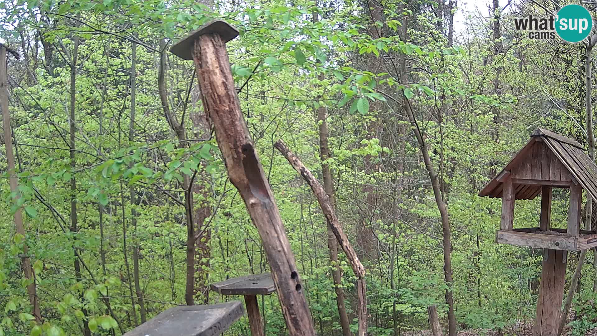Vogelfutterhäuschen im ZOO webcam Ljubljana