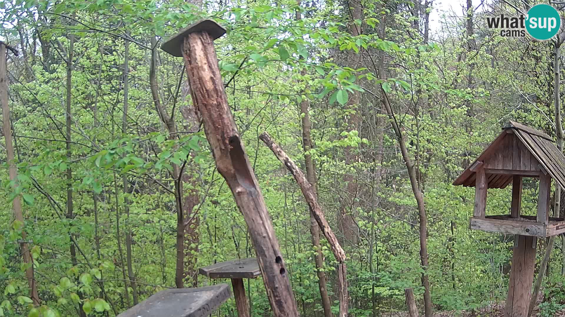 Mangeoires pour oiseaux au ZOO live webcam Ljubljana