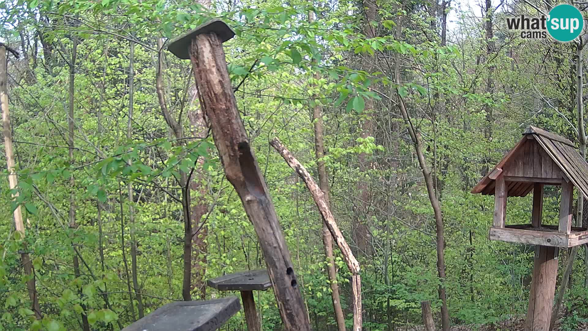 Mangiatoie per uccelli allo ZOO di Lubiana livecam