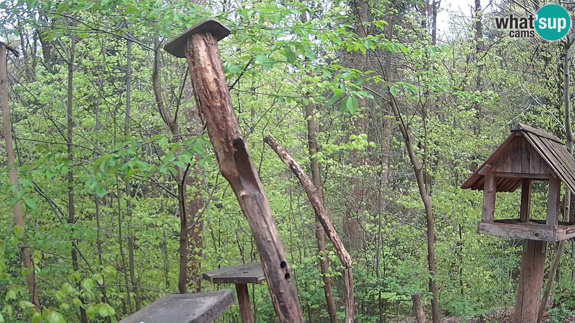 Hranilice za ptice u ZOO web kamera Ljubljana