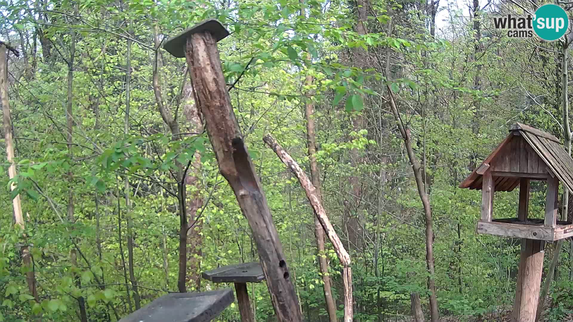 Krmilnice za ptiče v ZOO Ljubljana spletna kamera