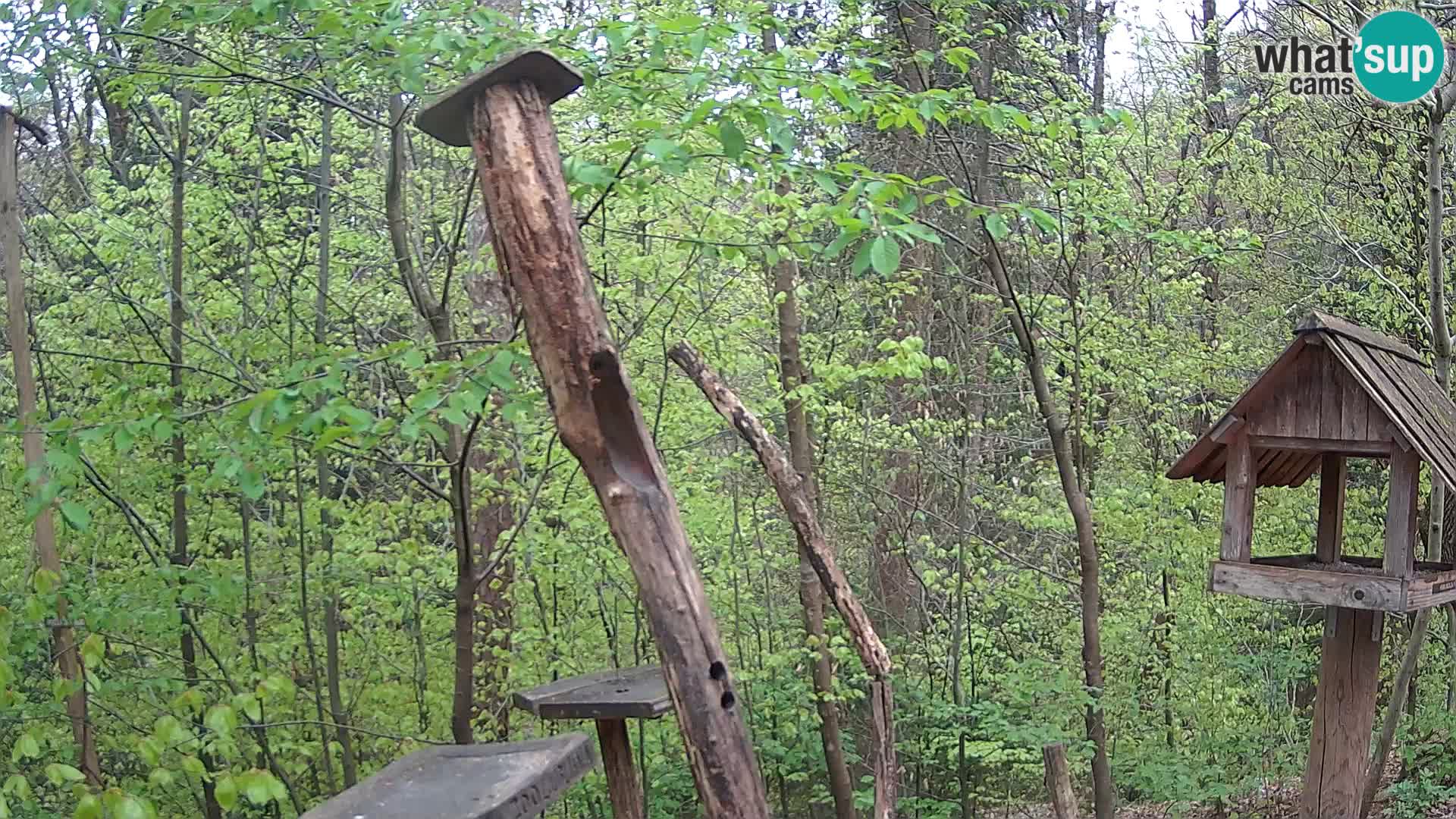 Bird feeders at ZOO Ljubljana webcam