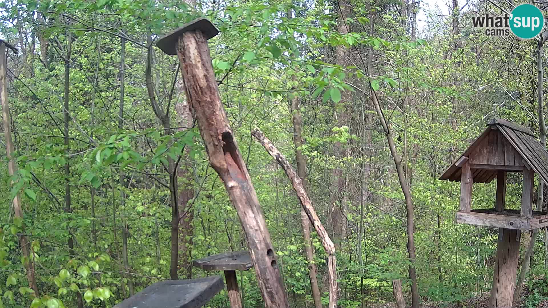 Hranilice za ptice u ZOO web kamera Ljubljana